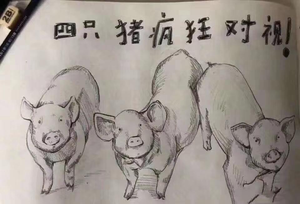 四只猪疯狂对视图片图片