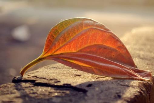 苹果xr以上可以下的良心id贷。审核特简单，帮老哥下了好几个了 打卡谢谢卡农官方

52 / 作者:pgd513 / 