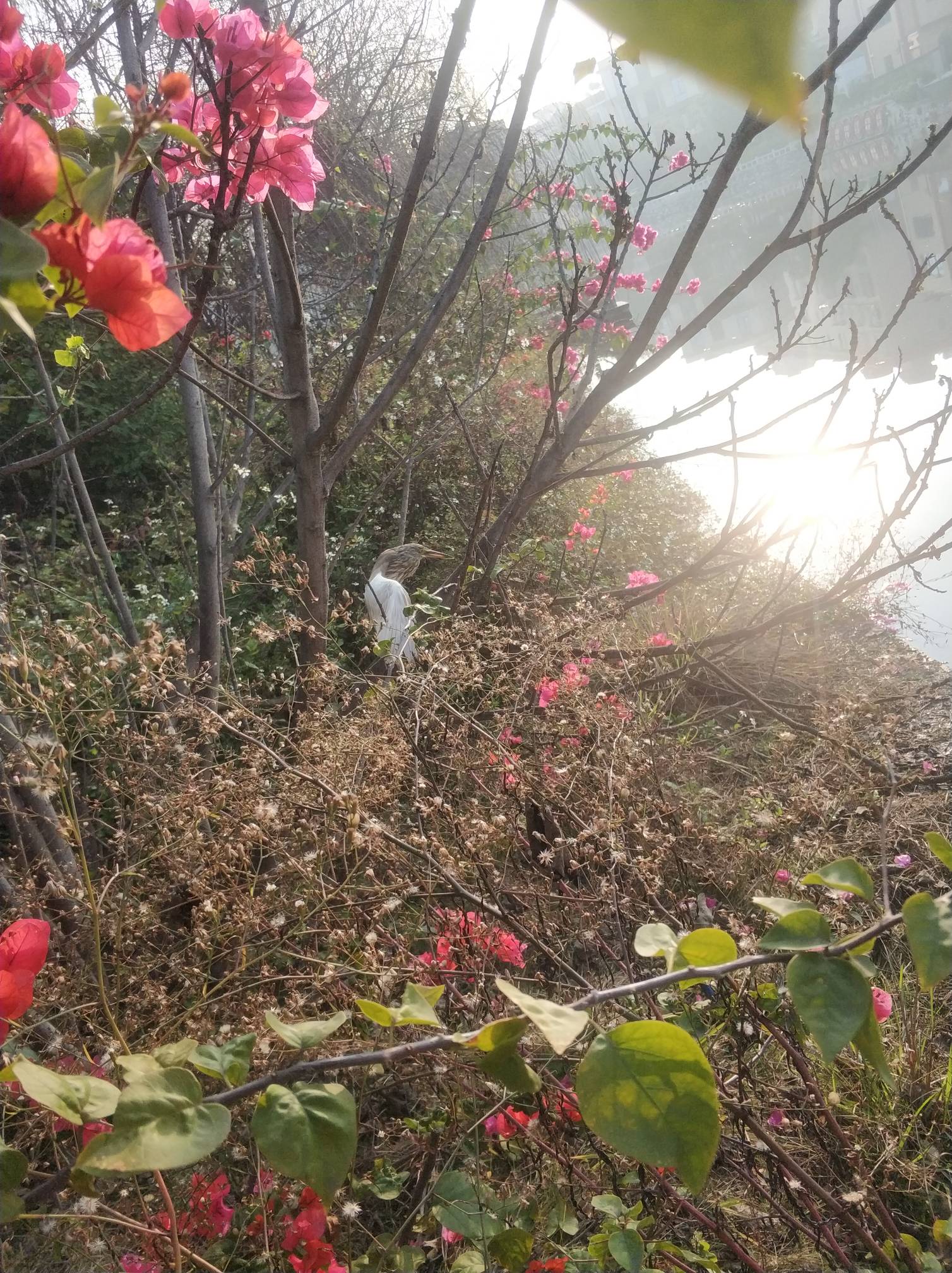 发现一只大鸟，背部灰色腹部白色，脖子可以很长还可以特别短，看起来好凶。但是不知谁61 / 作者:莫名猫控 / 