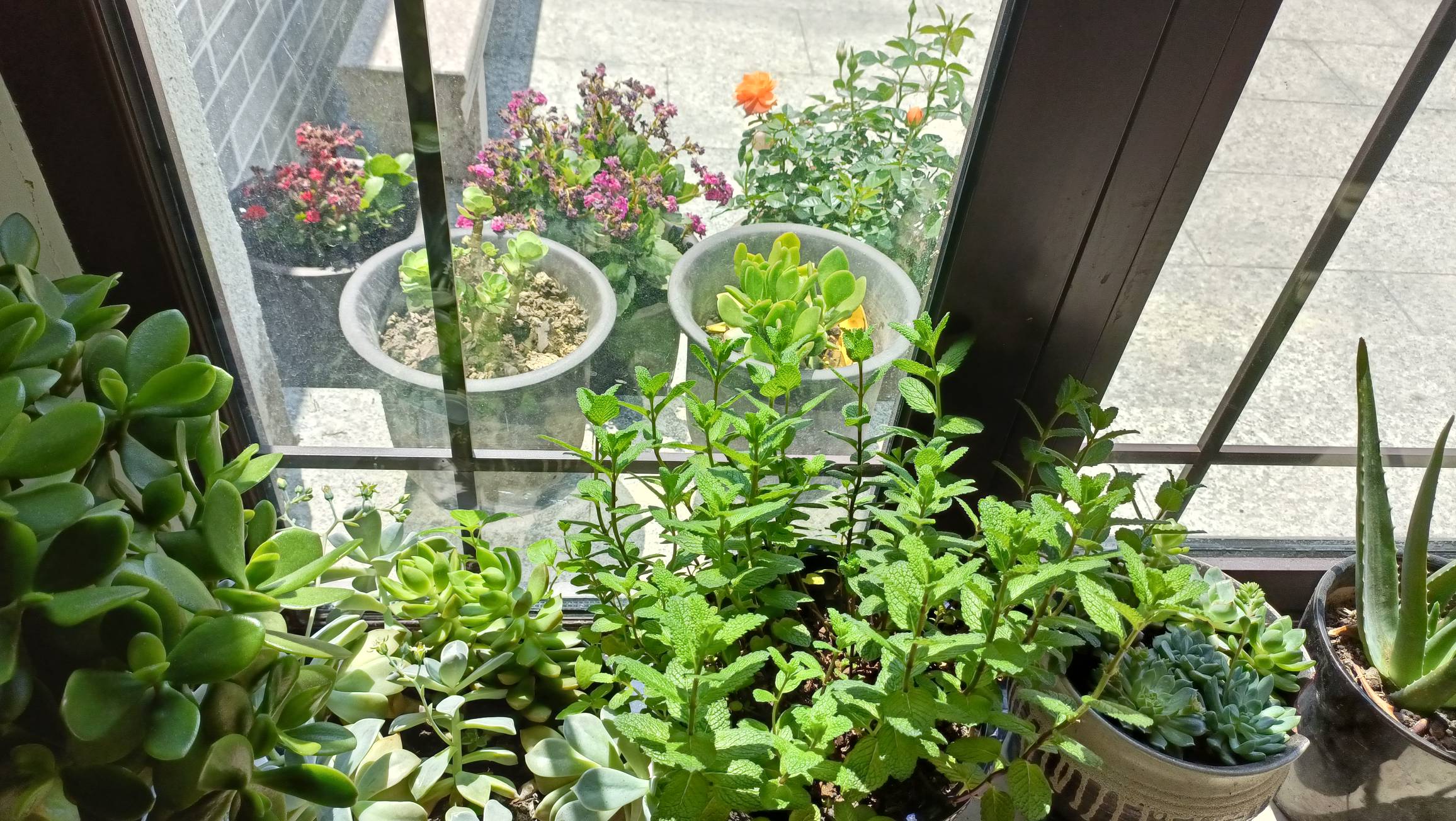 每天撸羊毛日子过得美滋滋。撸到的钱去超市购物，刚去采购了一些熟菜牛肉买点水果，用50 / 作者:醒不来的梦@ / 