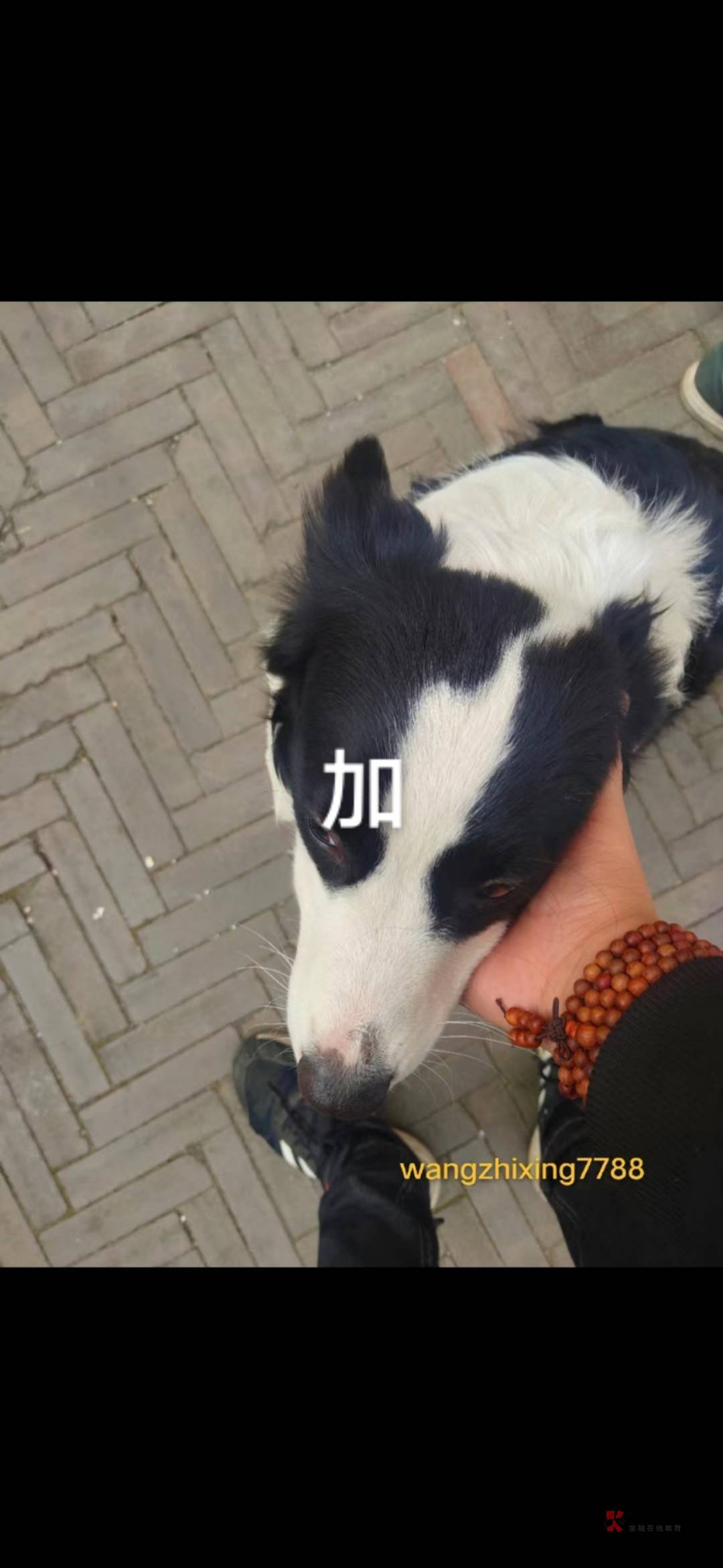 来两个随申办号码 10收

27 / 作者:加油123456258 / 