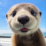 那里可以搞小号，注册微信。一个月5块左右，没毛只有弄整美团优选这类的。

8 / 作者:最好的风水是自身 / 