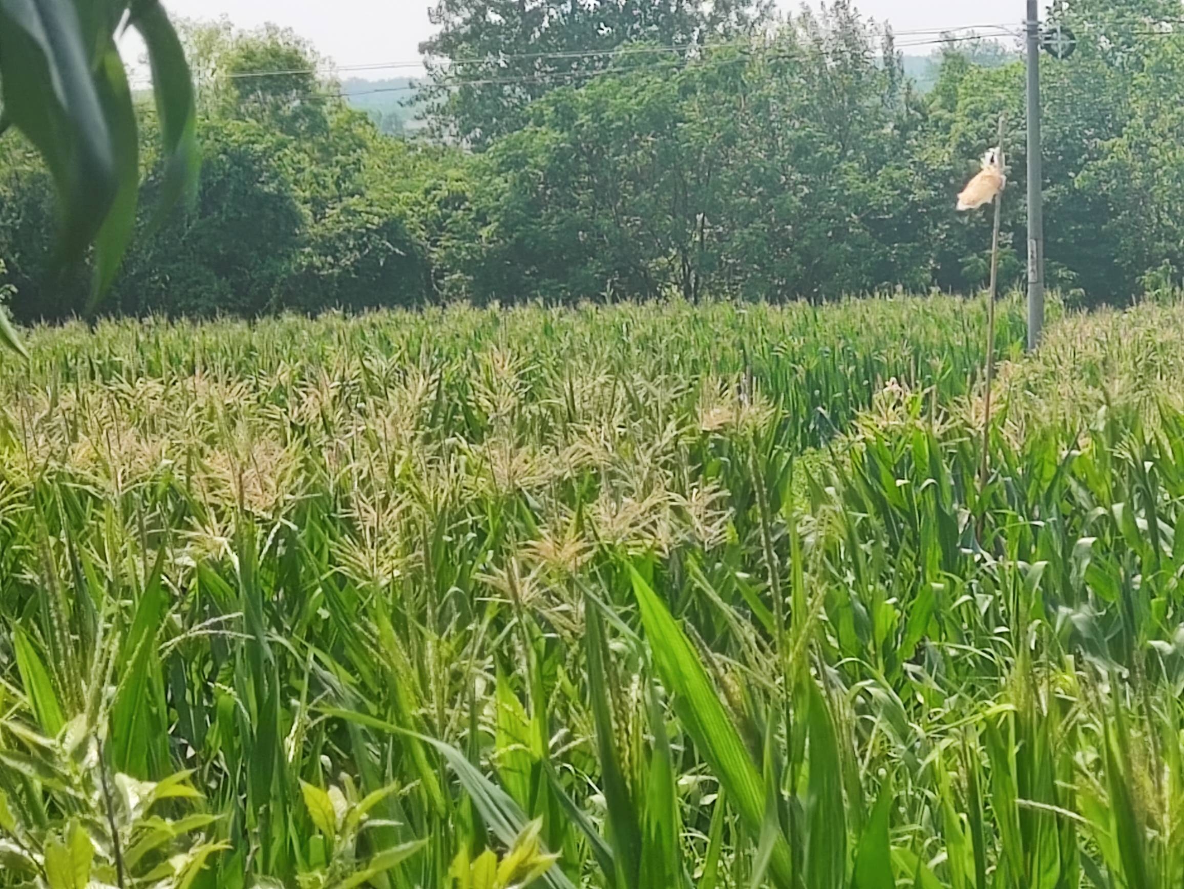 老哥们，又到传花授粉的季节了

27 / 作者:夏天90 / 