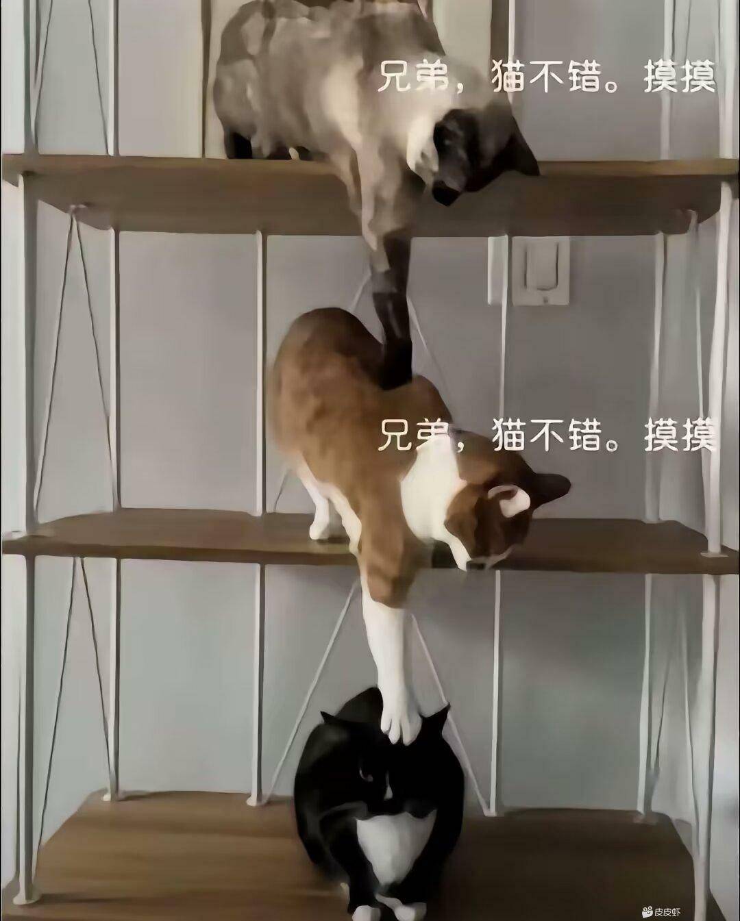 捡到小猫的第十六天了 懒得一批 趴着吃饭

24 / 作者:CYW丶 / 