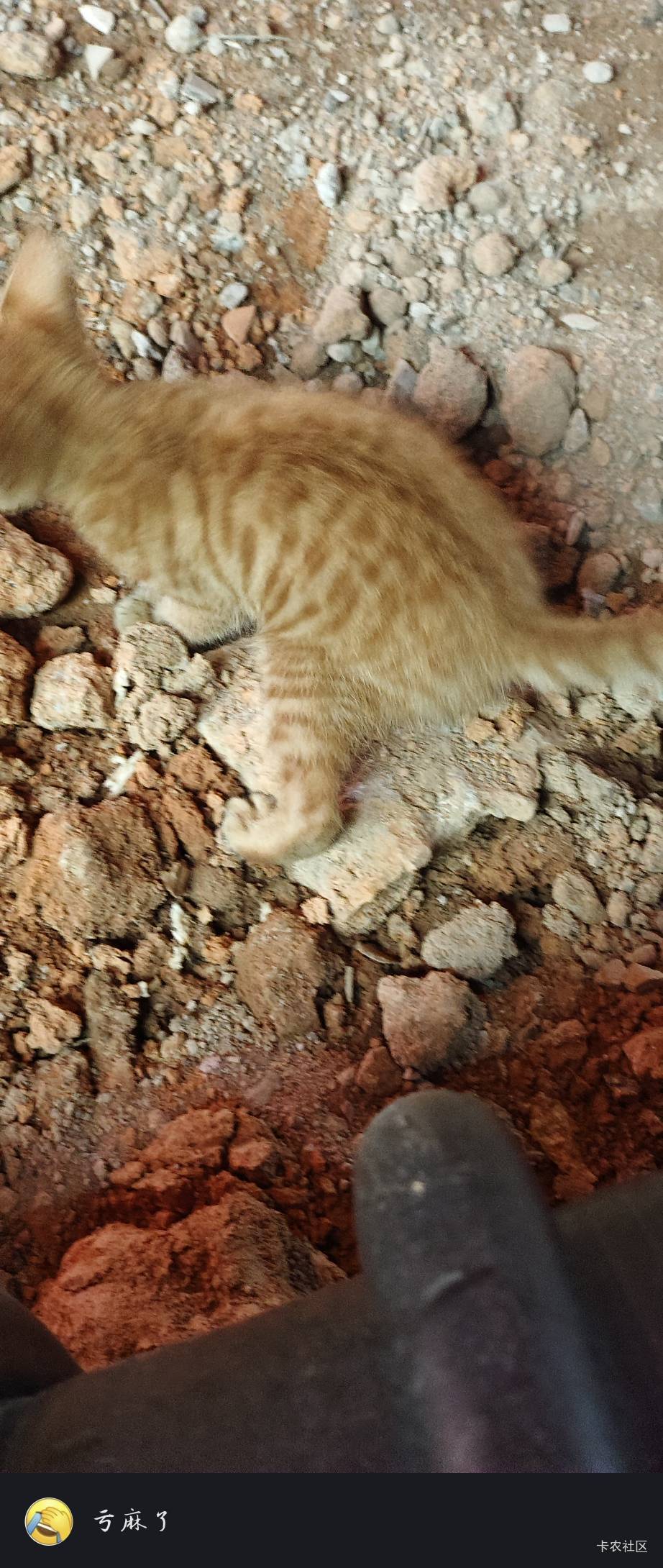 瘫痪了，只能在公园玩猫了




64 / 作者:扛不住了老哥们 / 