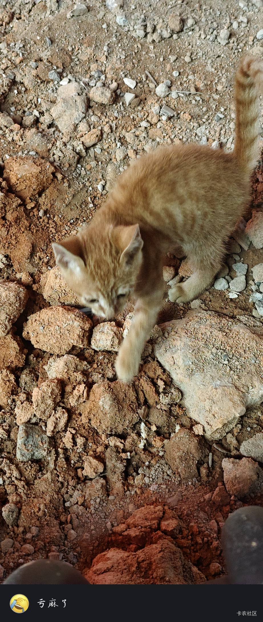 瘫痪了，只能在公园玩猫了




63 / 作者:扛不住了老哥们 / 