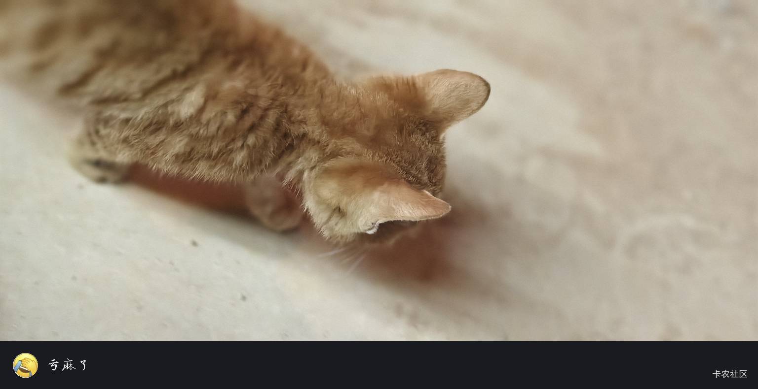 瘫痪了，只能在公园玩猫了




44 / 作者:扛不住了老哥们 / 