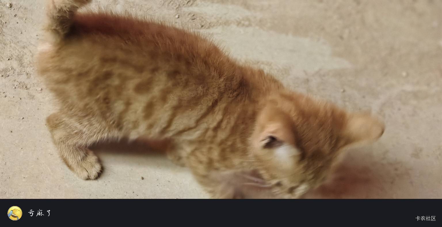 瘫痪了，只能在公园玩猫了




33 / 作者:扛不住了老哥们 / 