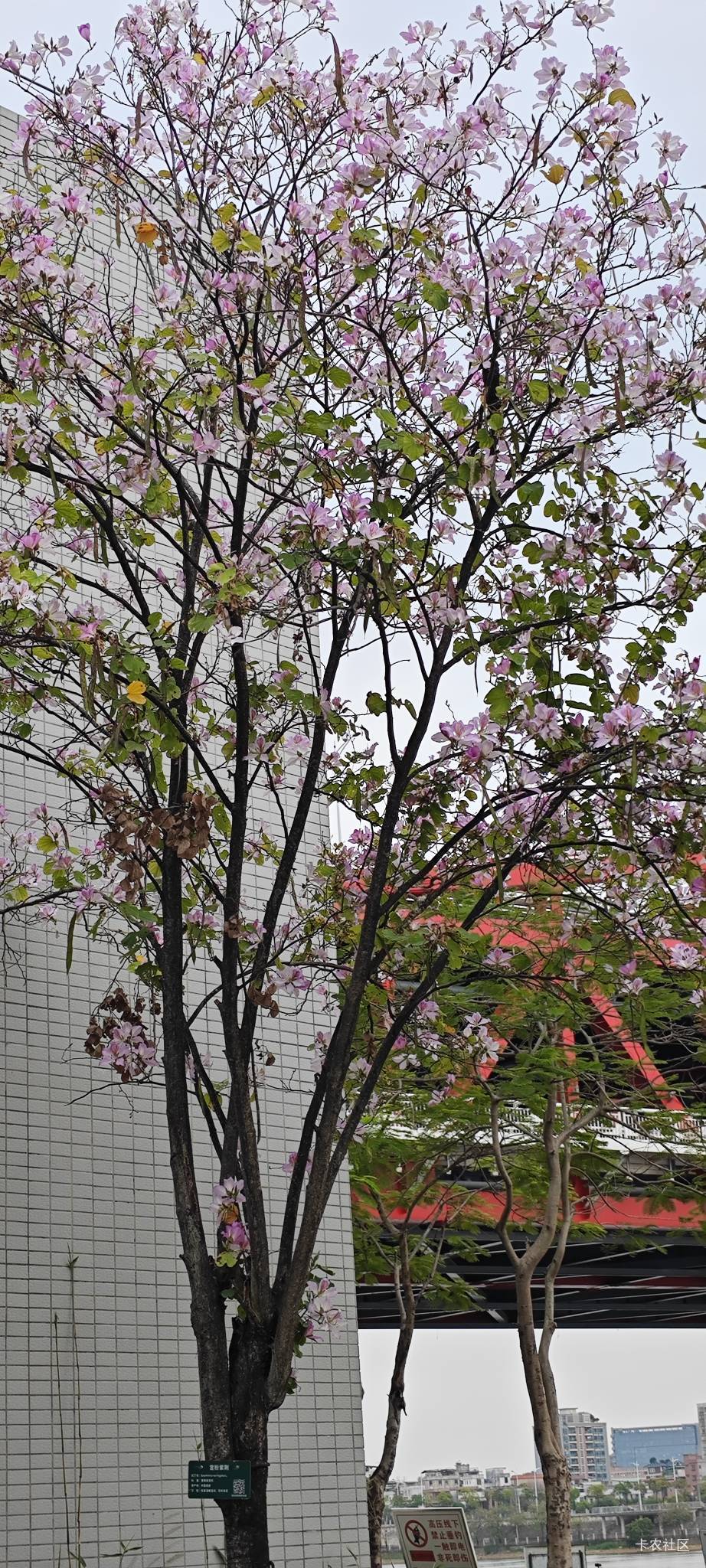 老哥们，问一下，是不是交那个新农合（400）的等待三个月后就可以去医院报销（痔疮手64 / 作者:卡农豆包 / 