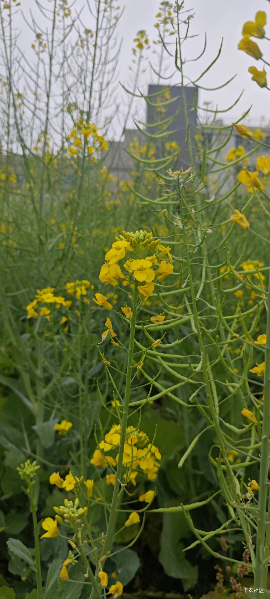 @卡农超管 @卡农月月 @卡农菲菲 @卡农-110 @卡农阳阳 改名为:卡农豆包

49 / 作者:卡农豆包 / 