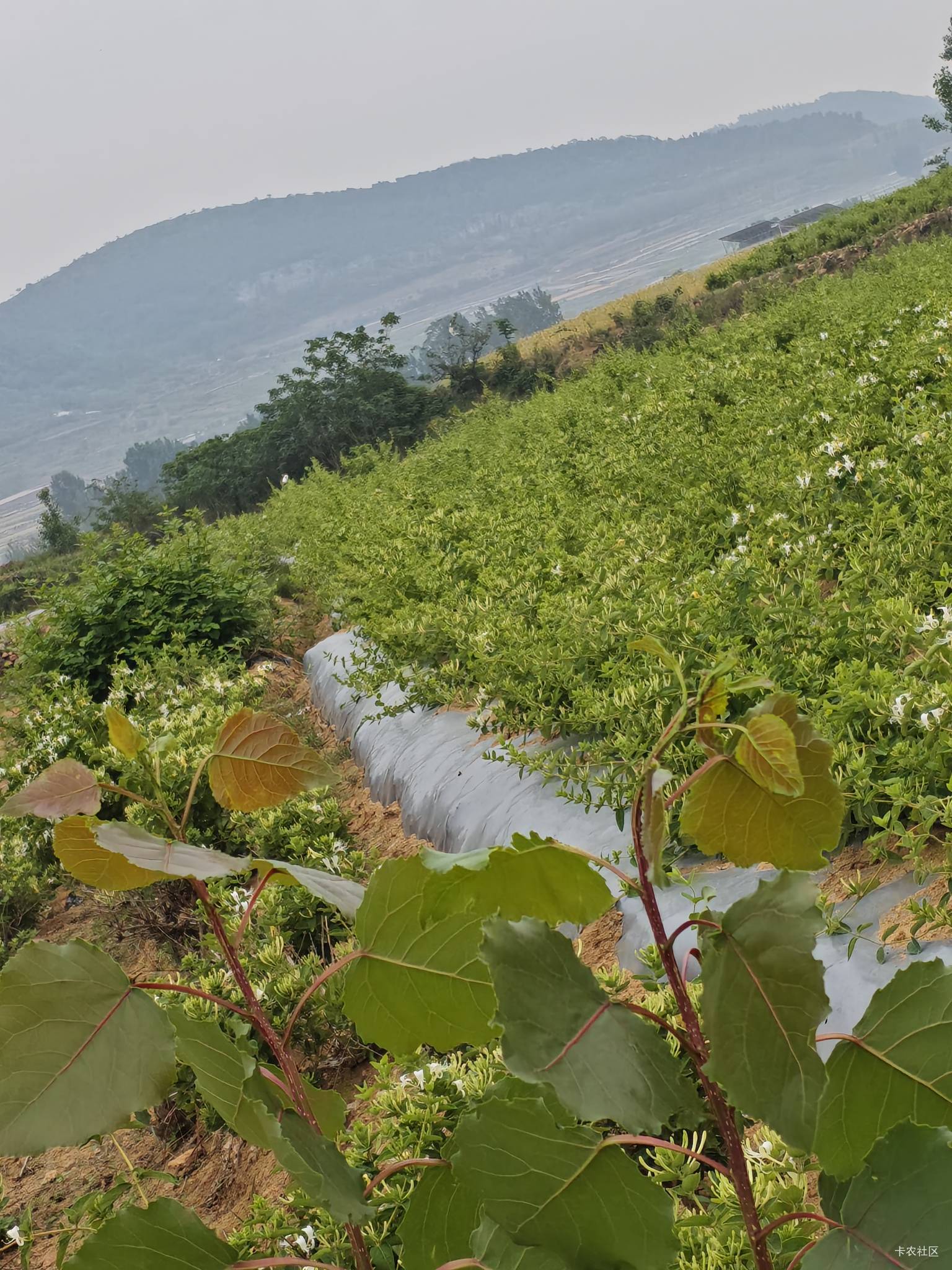 都开花了，一采就是在地里一天



92 / 作者:是夜瞳呀 / 
