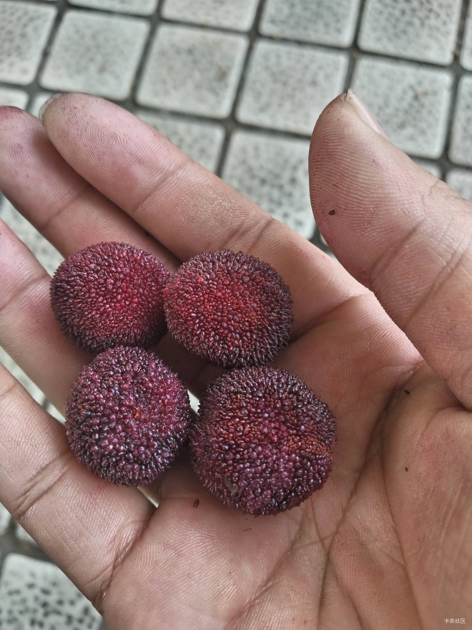 这段时间的杨梅还不太好吃

24 / 作者:yb230102 / 