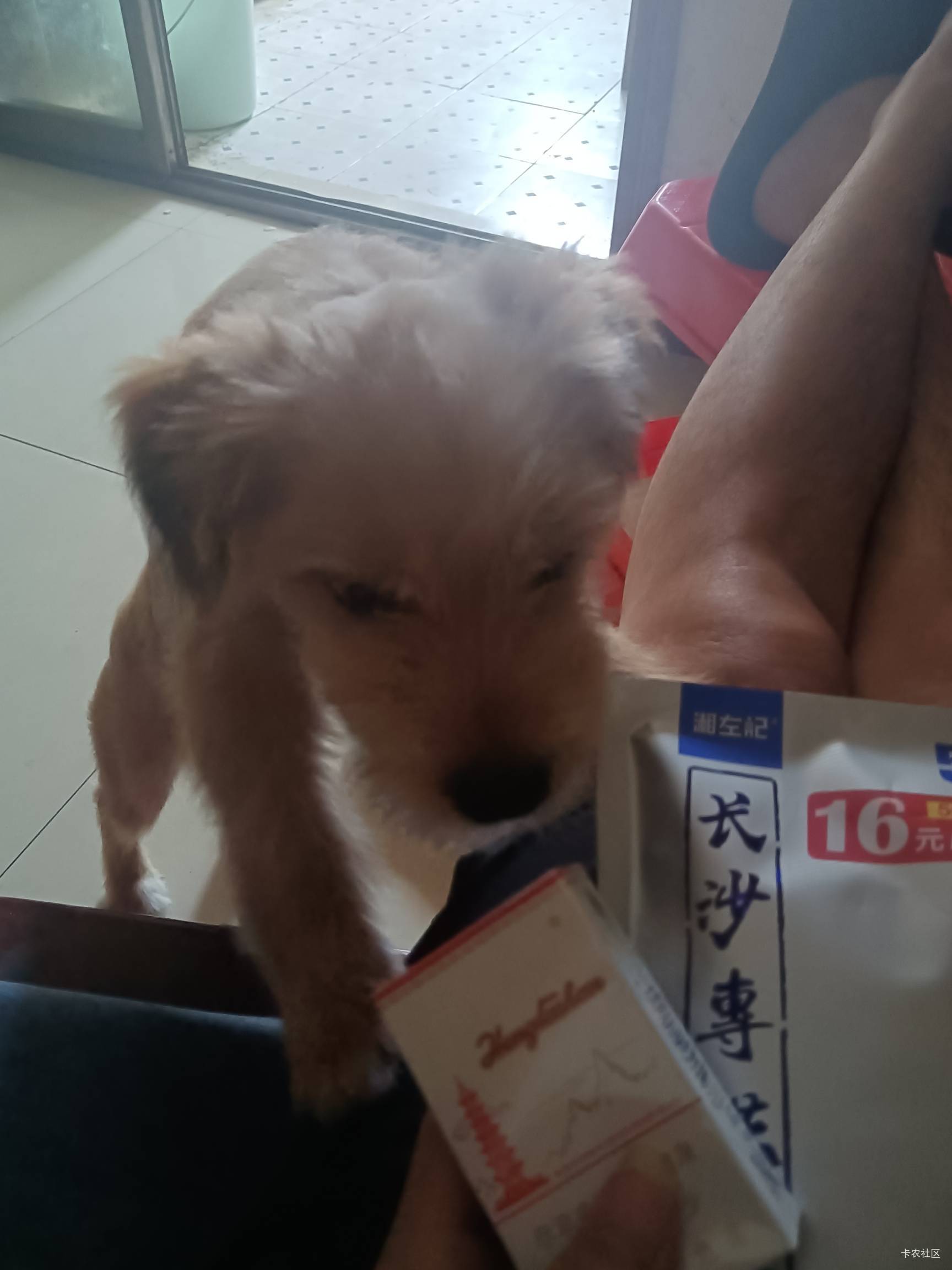 我像是一匹一个疯了的狼，借钱被调戏还没借到，后面找表哥拿了100，马上买了槟榔和烟48 / 作者:可以的xx / 