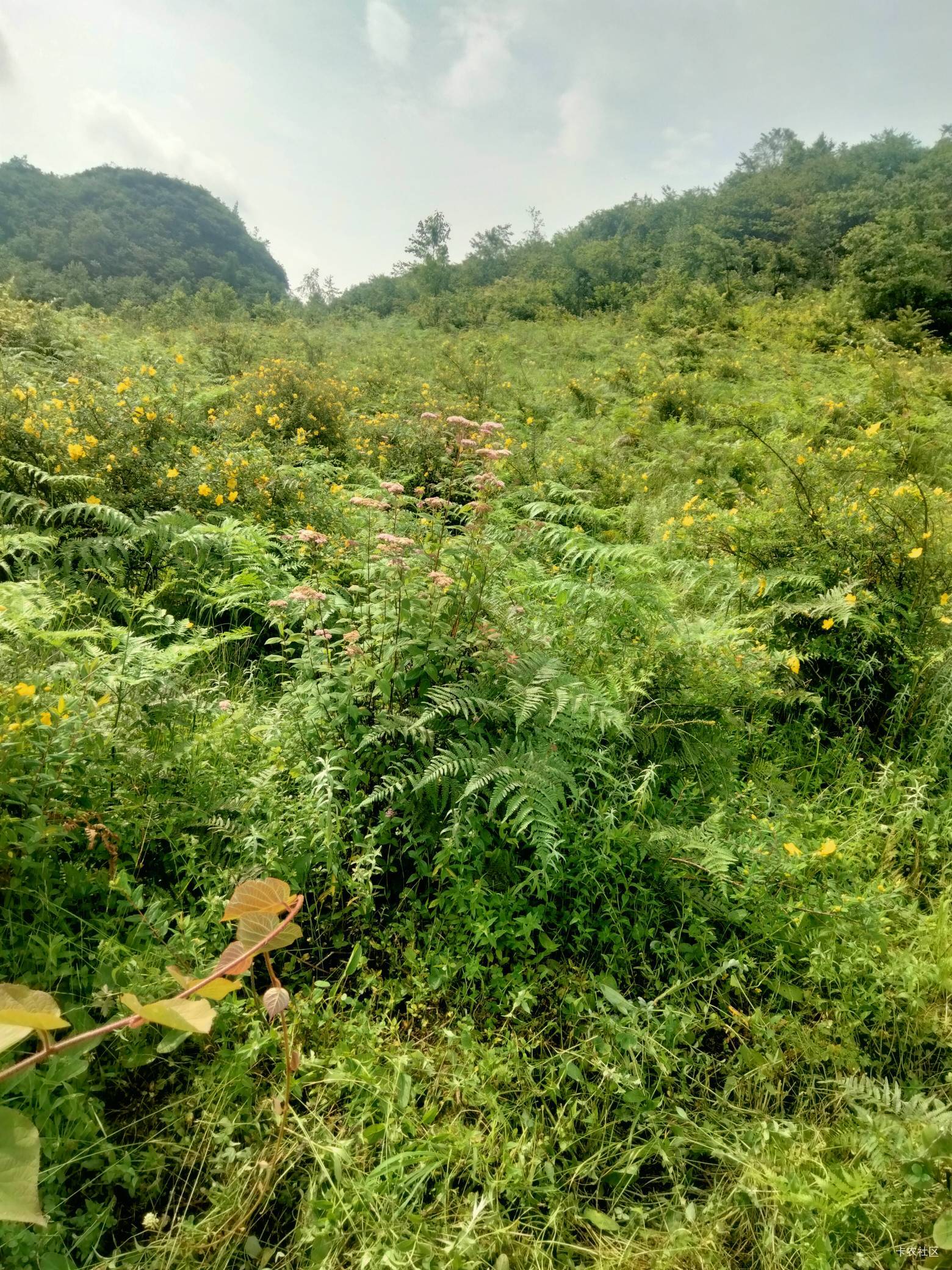 薅下羊毛又去看牛割草去，舒服

36 / 作者:手撸管管白浆飞 / 