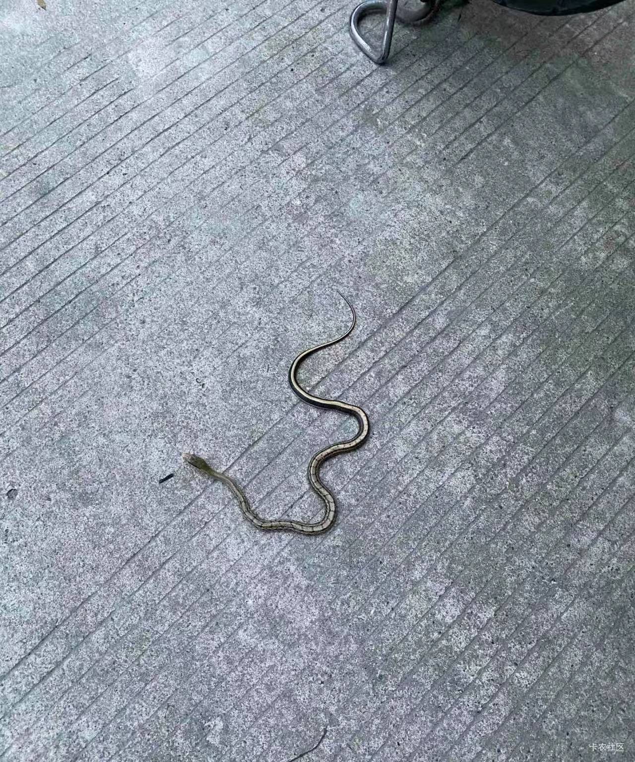 这2个是什么蛇，tm一下窜出来吓死我了


51 / 作者:我爱看动画片 / 