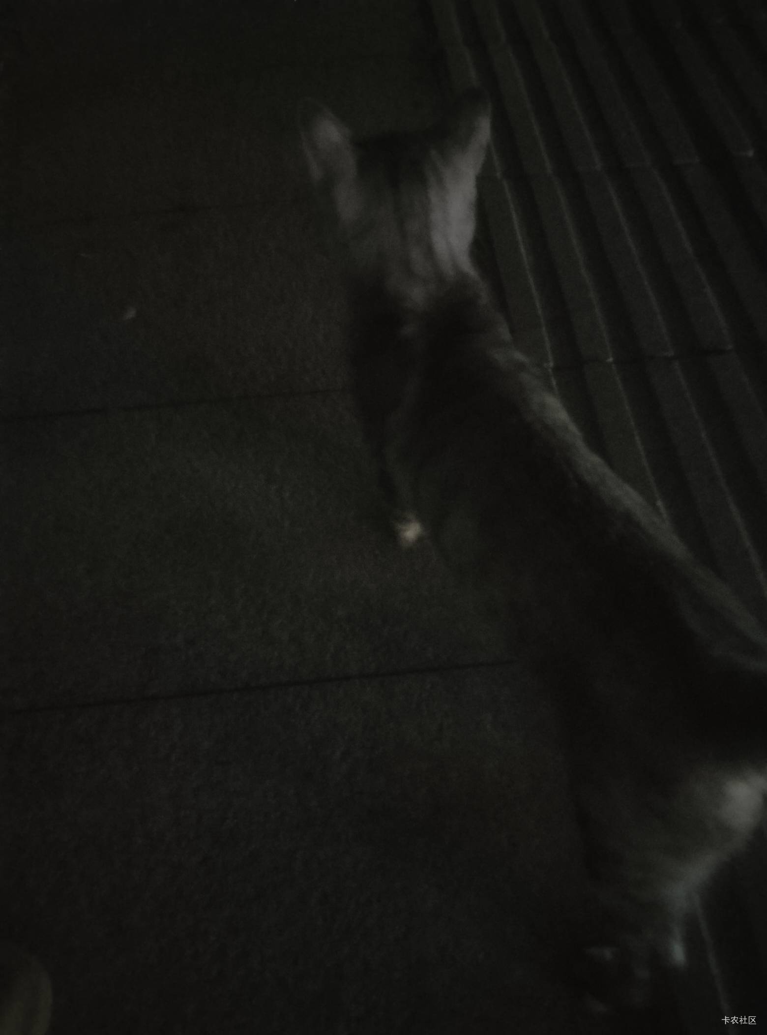 猫猫真可爱。今晚就和它一起睡了。今晚老姐就躺广场这椅子睡。


12 / 作者:冰淇淋夏天 / 