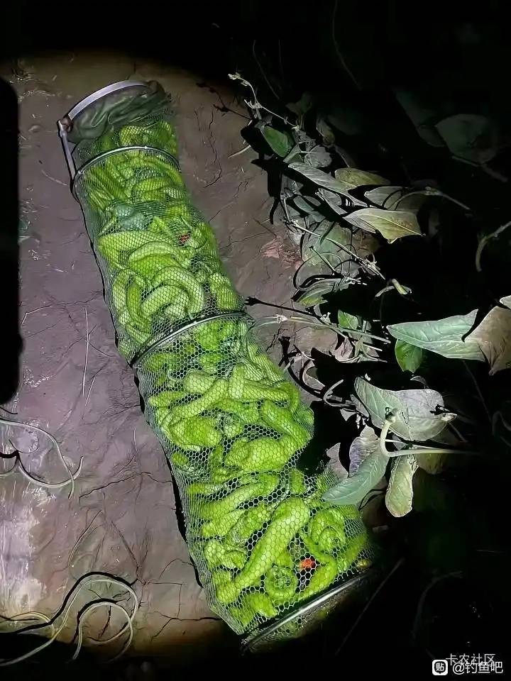 请问你们老家这个叫什么鱼？

99 / 作者:好好做个卡农人 / 