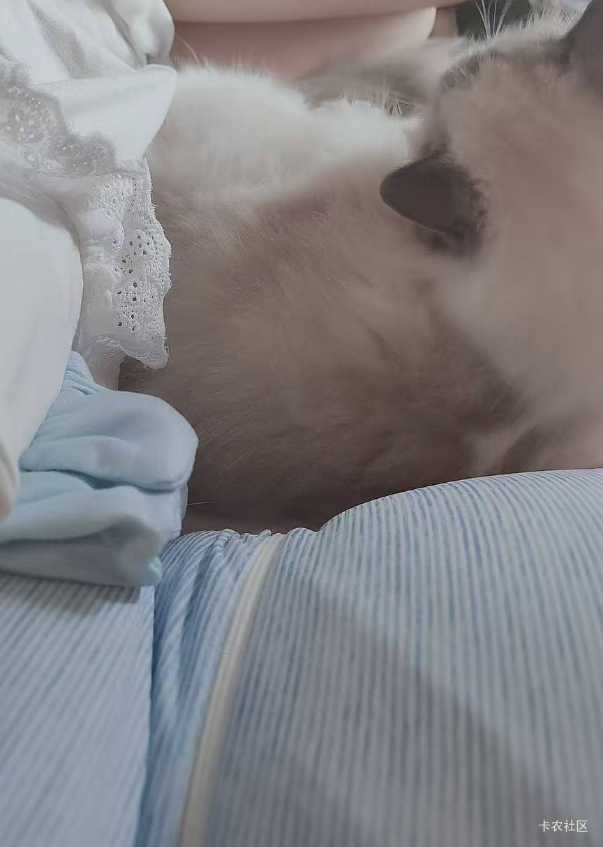 好可爱的小猫，可惜是别人家的 只能陪我几个晚上 呜呜呜

86 / 作者:白衣卿相风 / 