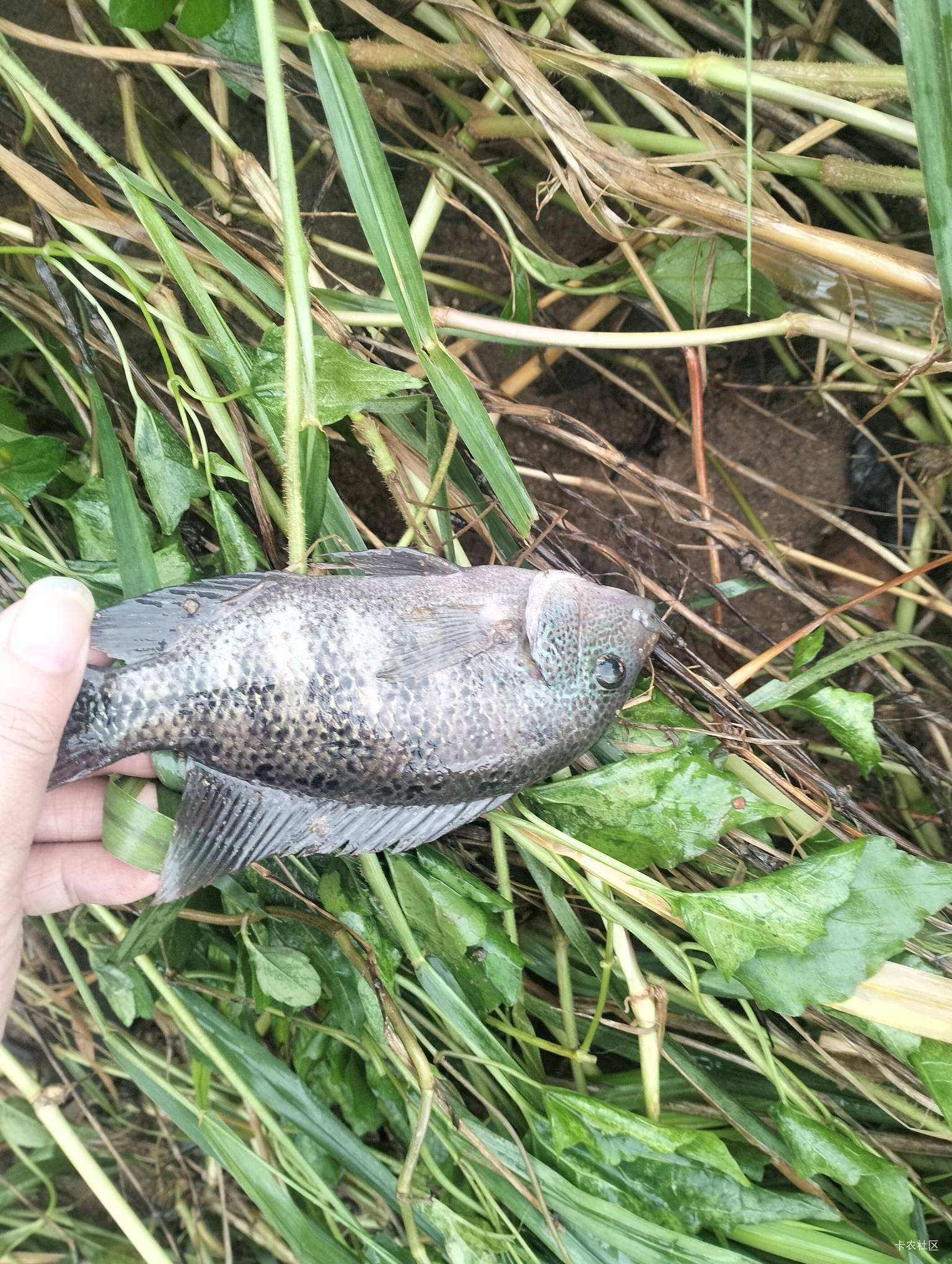 感谢大自然馈赠，晚餐有了



95 / 作者:杀猪一流 / 