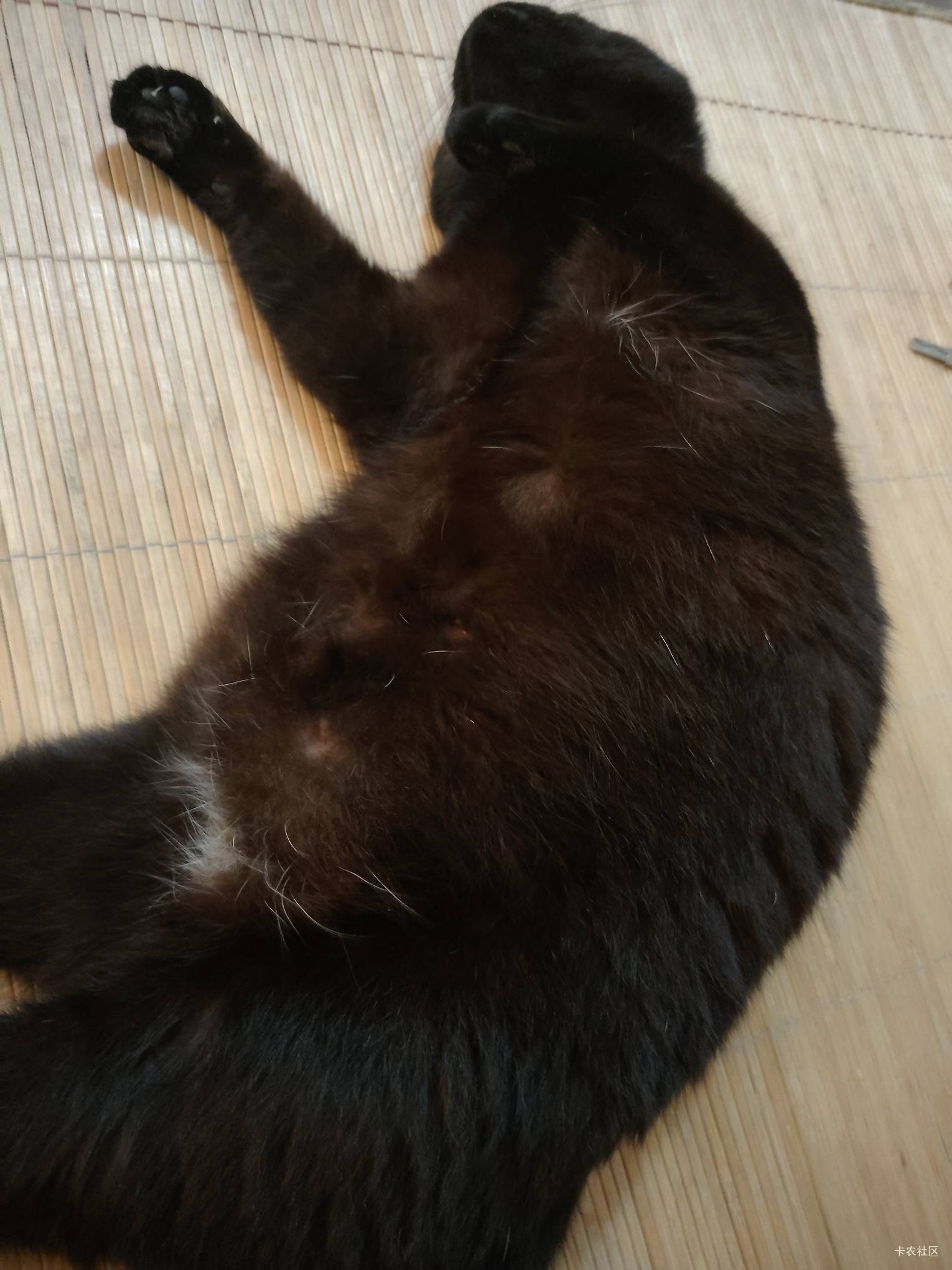 发毛啊，想申请猫粮。饿晕了都。

30 / 作者:陆羽 / 