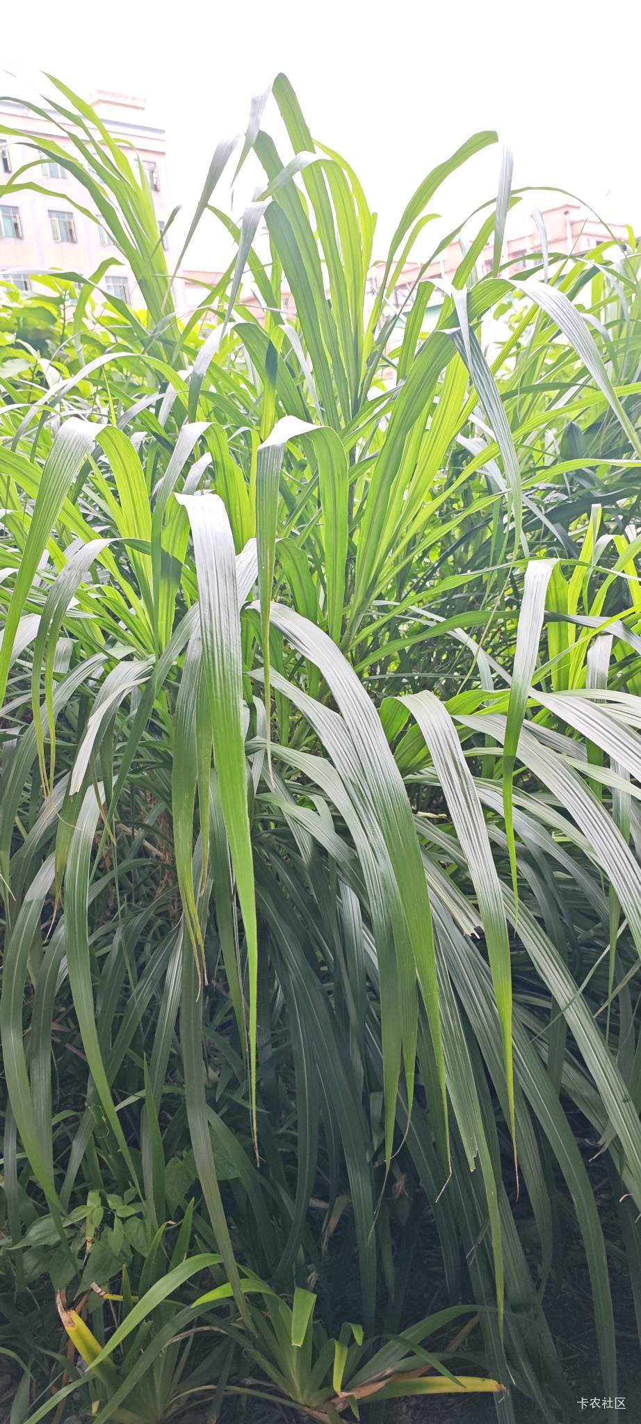 那些天天吃一顿或者每天就吃馒头榨菜喝自来水的老哥，你们真不会营养不良吗？我真挺羡84 / 作者:卡农豆包 / 