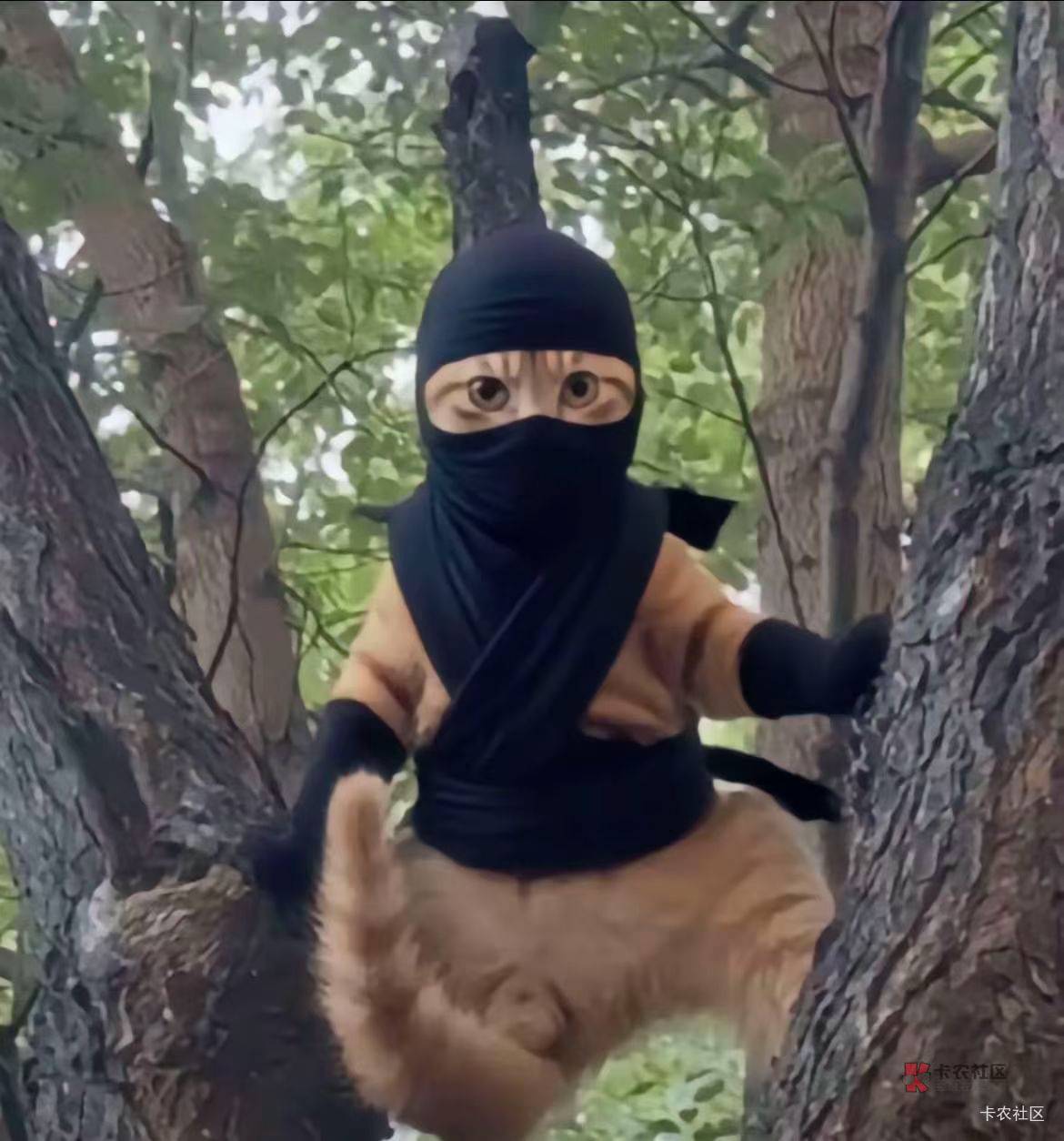 椰子回来吧，豪猪真是c牲每次活动码价格立马盯着涨价，抽了五个号一个废了一个只有3，33 / 作者:老哥哒哒哒 / 