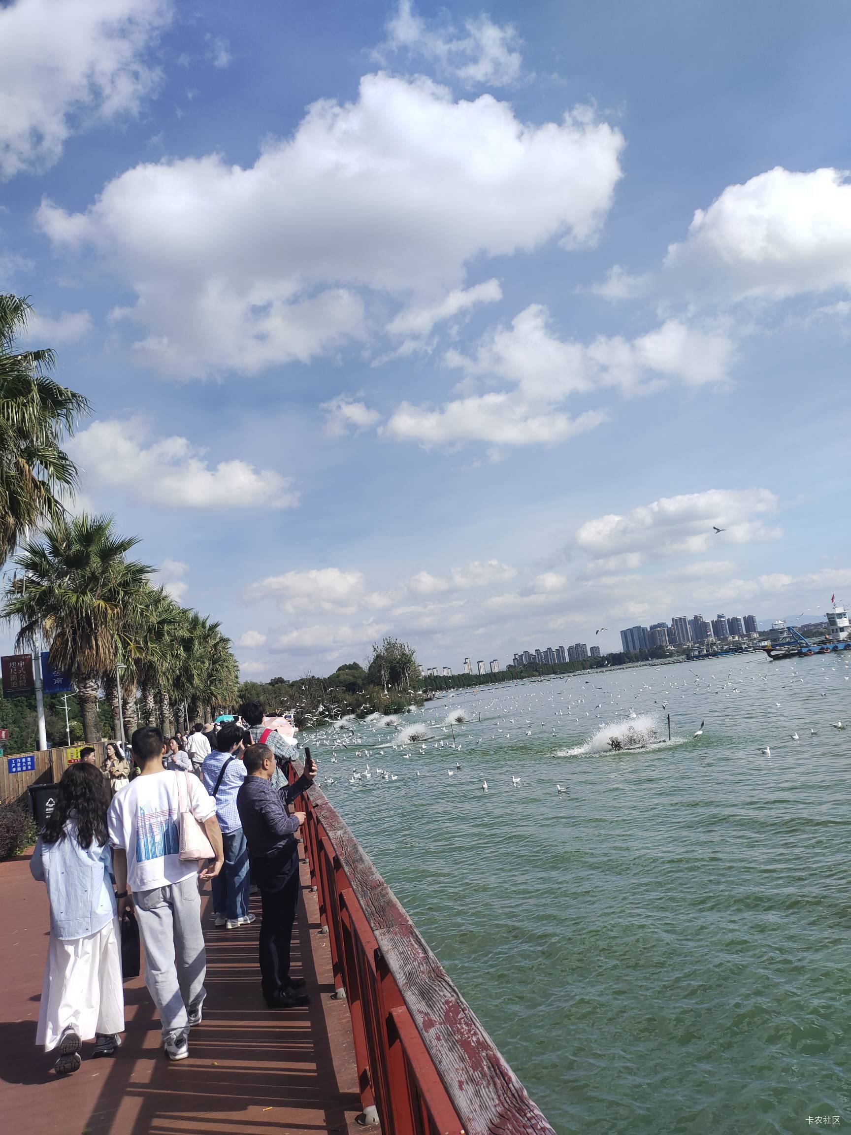 昆明今天天气大好，从海晏村骑一个半小时共享电动车来海埂大坝看海鸥，快晒成黑炭头了30 / 作者:菲菲飞呀飞 / 