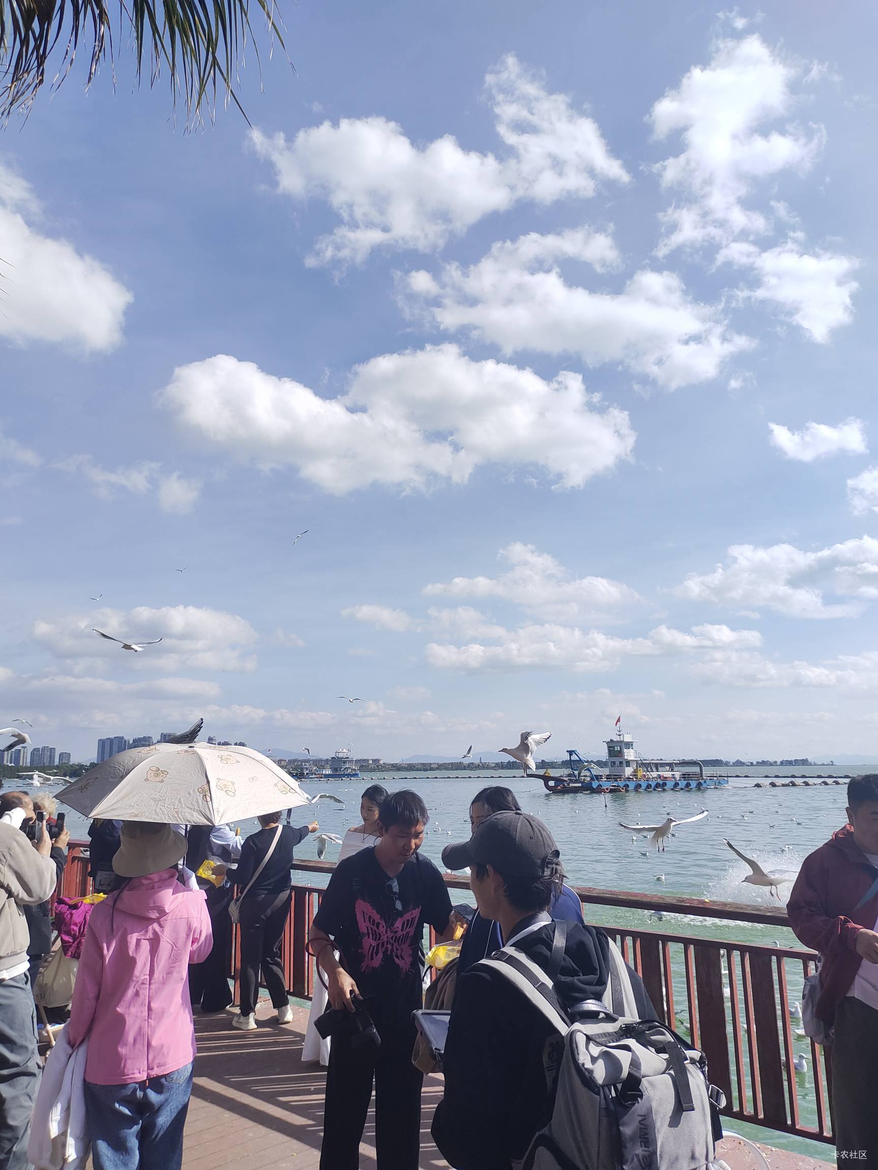 昆明今天天气大好，从海晏村骑一个半小时共享电动车来海埂大坝看海鸥，快晒成黑炭头了39 / 作者:菲菲飞呀飞 / 