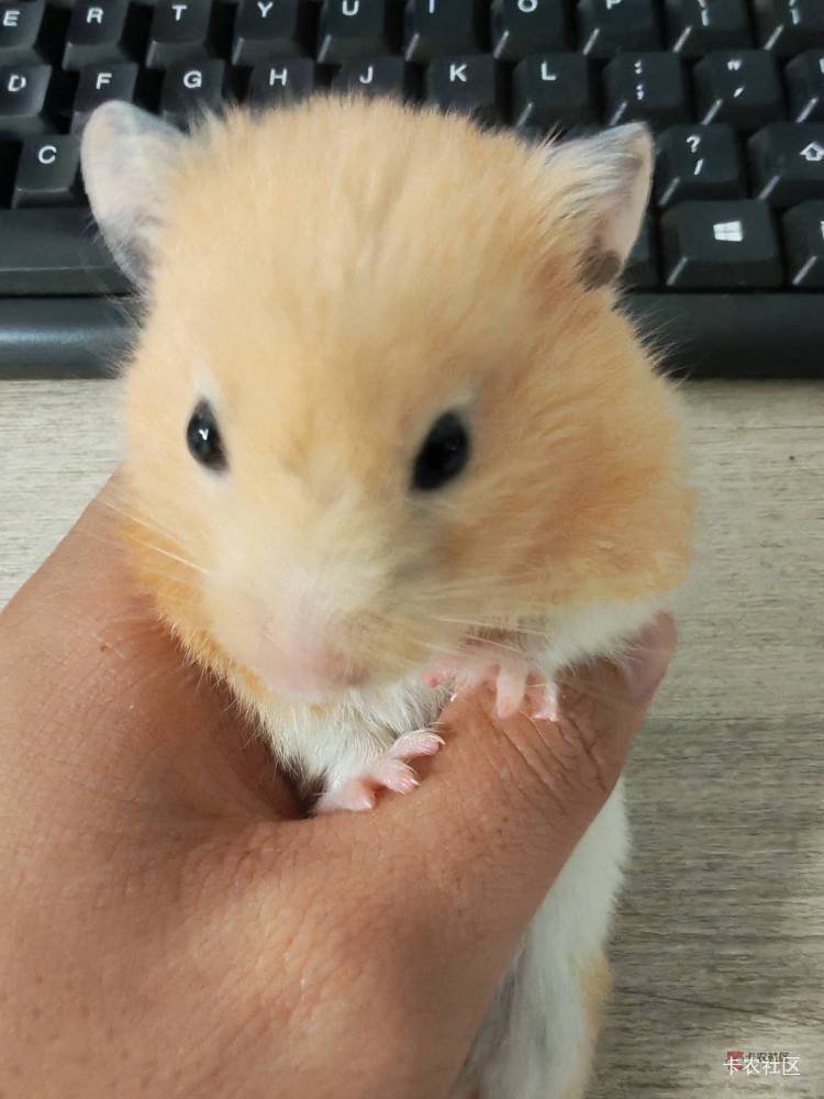 如果我从第一份工作到现在，存款已经有30几万了，可以买一辆车，自己喜欢的电脑

78 / 作者:好好做个卡农人 / 