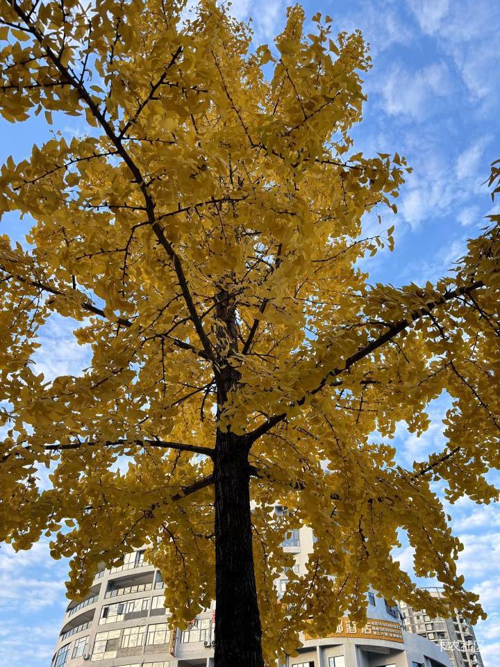 太牛了英大一说可以多号，直接比前面还卡，页面都进不去了。不是说抽没了吗？

93 / 作者:Get沐沐 / 