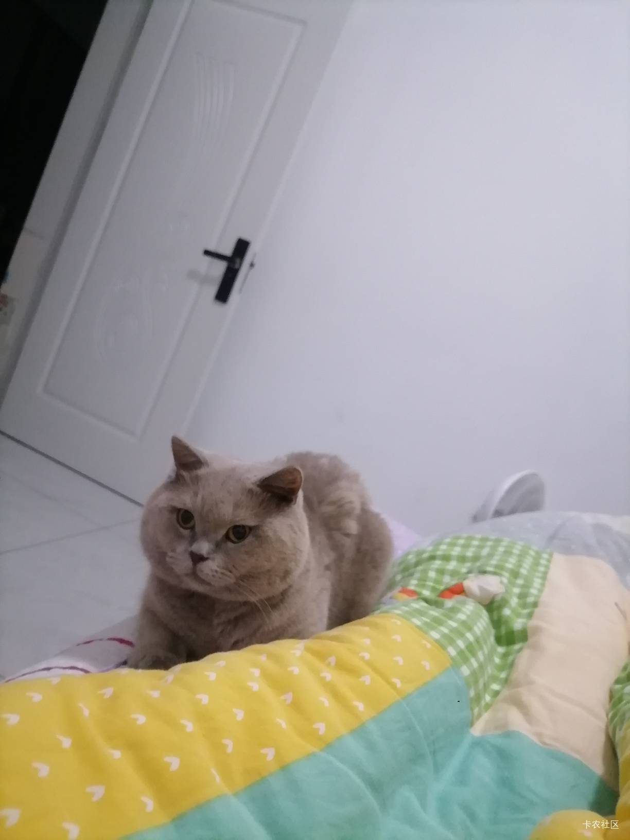 每天铺好被，它直接上来睡。这地位杠杠滴？


39 / 作者:两只猴子 / 