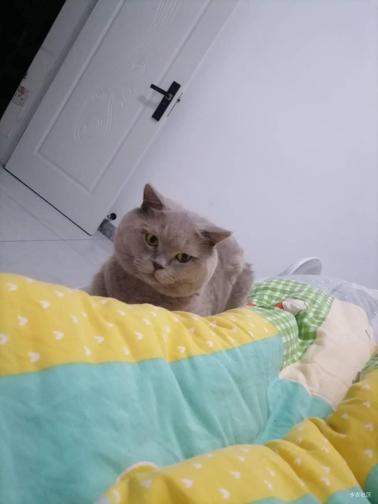 每天铺好被，它直接上来睡。这地位杠杠滴？


50 / 作者:两只猴子 / 