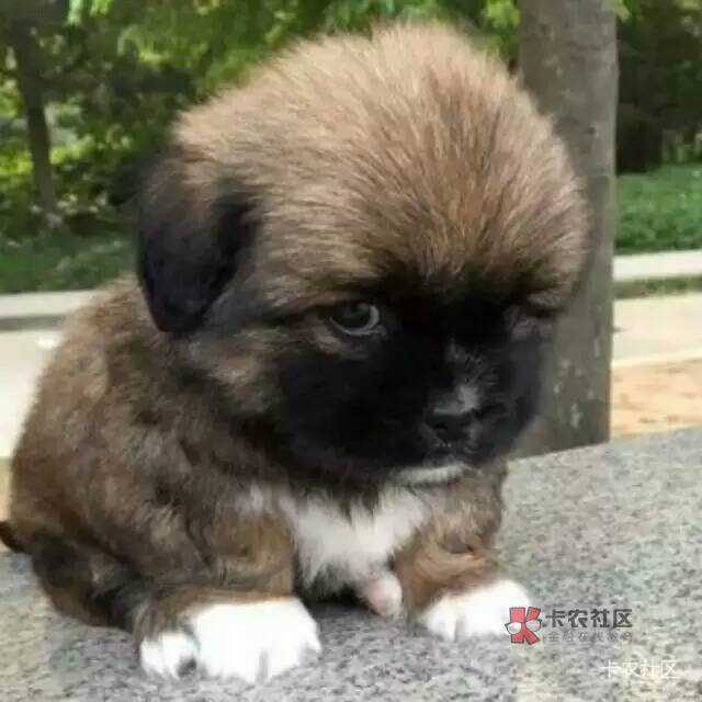 抖音明天还300还能不能分期了？没找到入口

88 / 作者:瘸腿仙狐蓝雨亮 / 