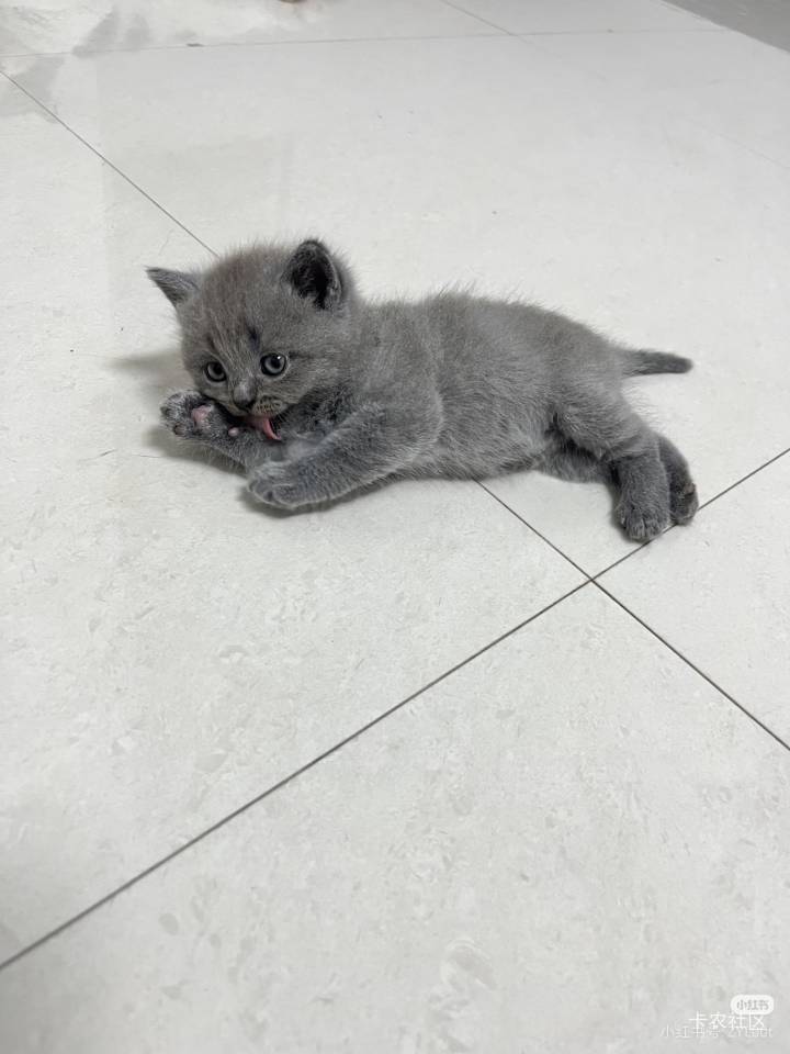 老哥们，cfm鱼没曝光量的花一块钱买曝光，大把人问，35出了，不买挂一天都没人问

87 / 作者:遗憾不看 / 