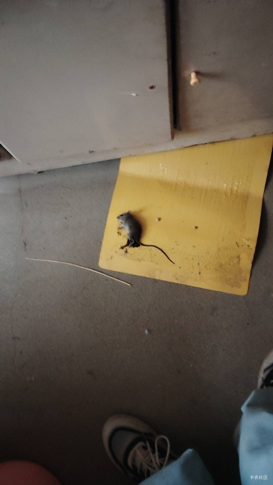 粘鼠板抓到一只老鼠，这只老鼠到现在还是活的，该怎么处理？


18 / 作者:猴子乖宝宝 / 