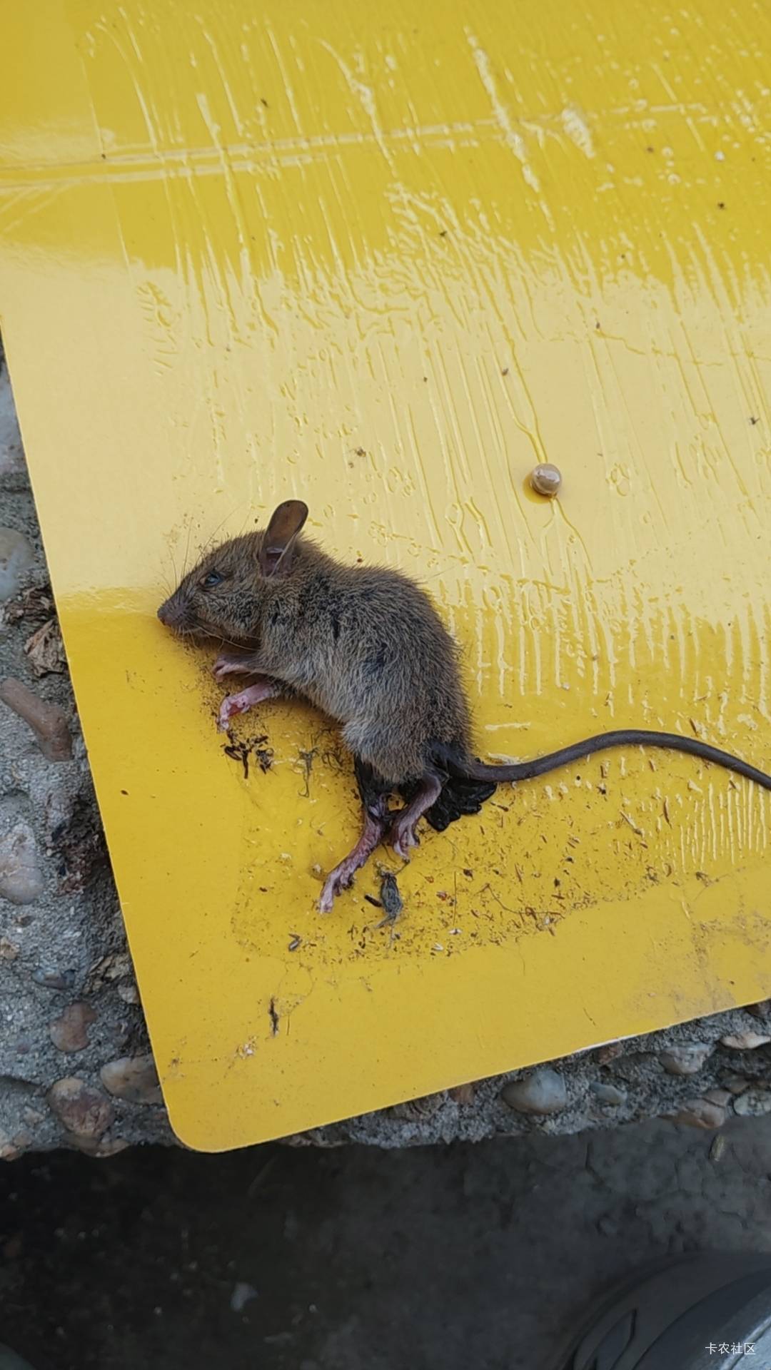 粘鼠板抓到一只老鼠，这只老鼠到现在还是活的，该怎么处理？


34 / 作者:猴子乖宝宝 / 