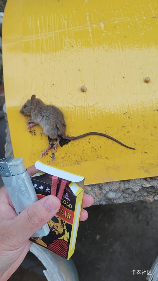 准备用爆竹来炸老鼠玩。

58 / 作者:猴子乖宝宝 / 