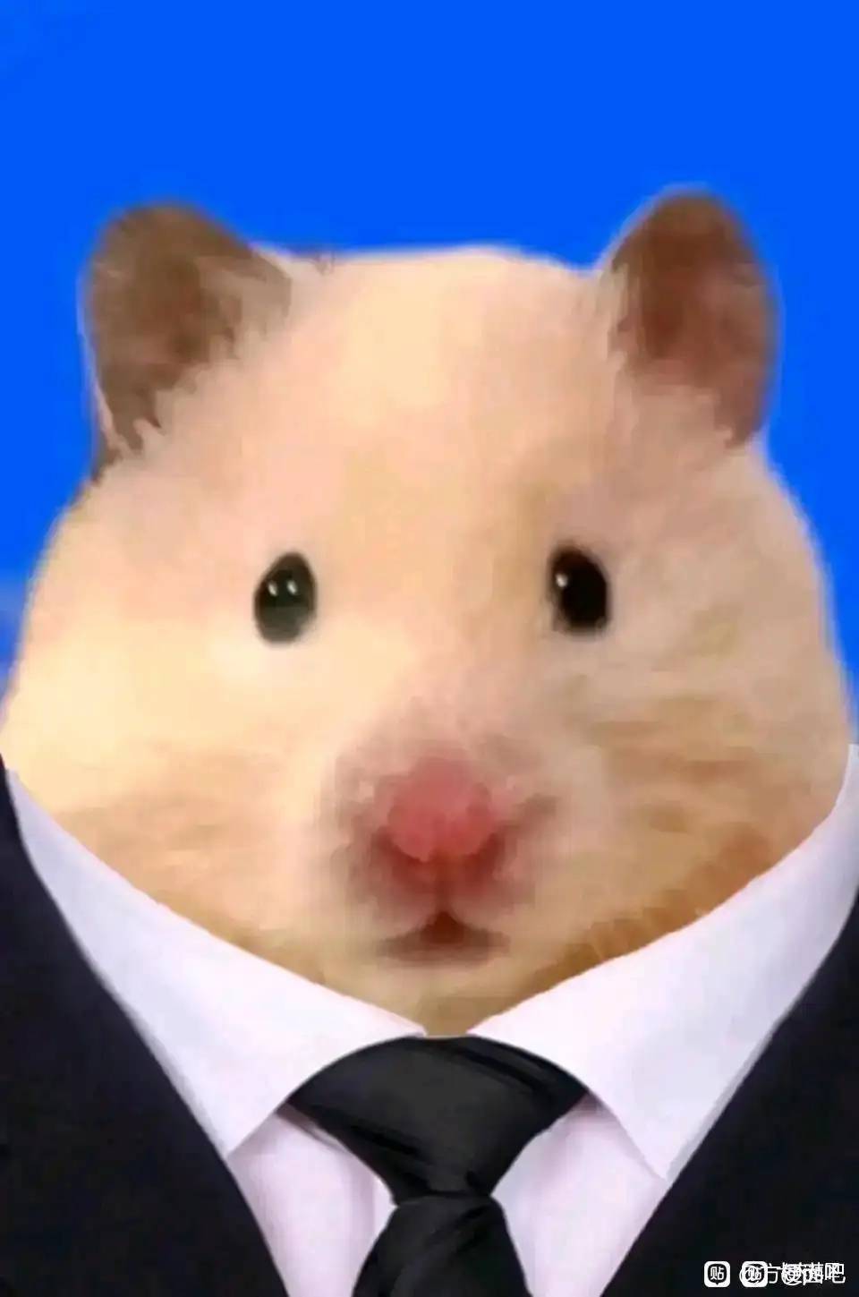 鼠汗莲，真可怜，想复出，好想哭！
这是被封，杀了，可笑又可怜
之前几个号被封还不老41 / 作者:大魔王2 / 