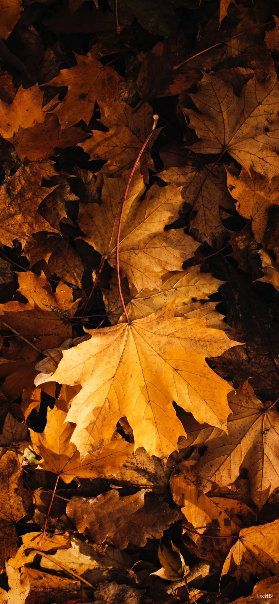 老哥们，雪越下越大，网吧通宵时间到了，保洁来赶人了。该何去何从呢

10 / 作者:本宝宝金 / 