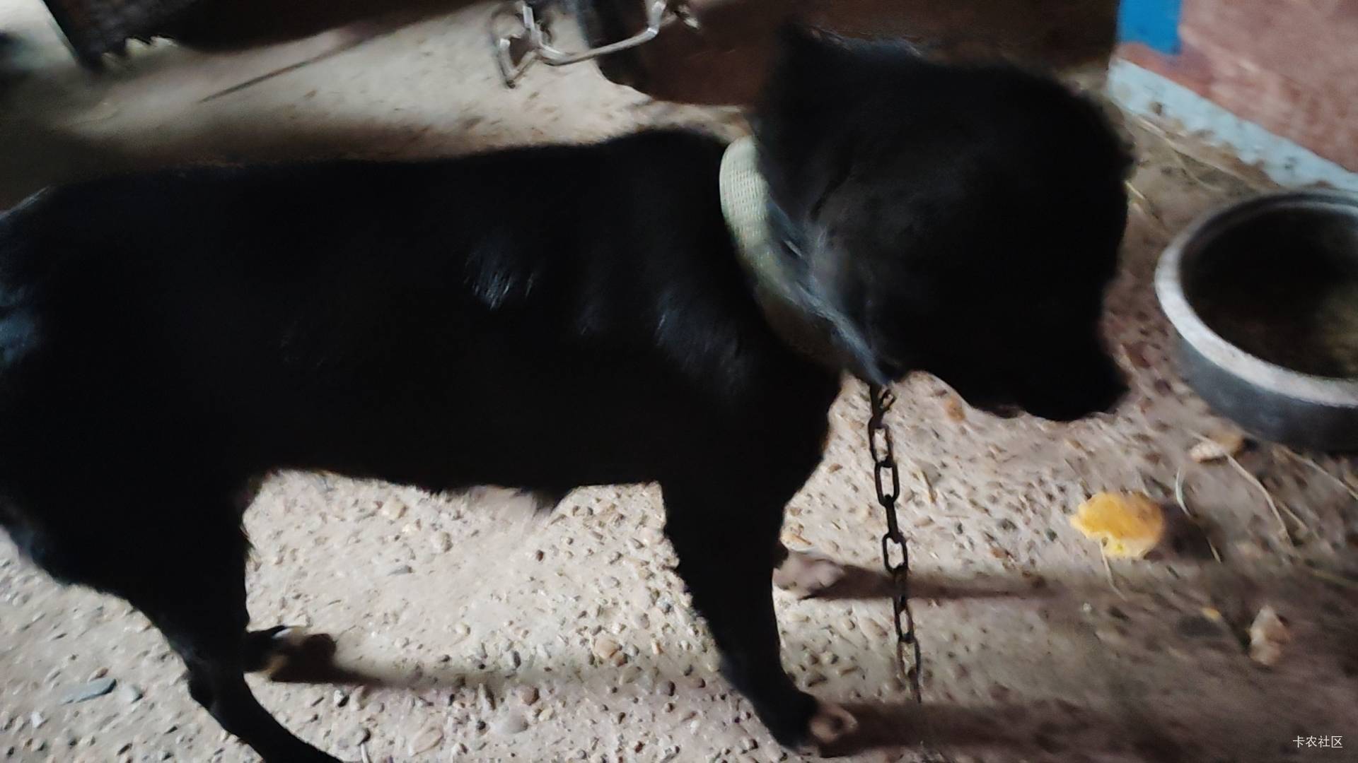  小黑不吃烧饼，把烧饼叼出来了。为什么呀？



11 / 作者:猴子乖宝宝 / 