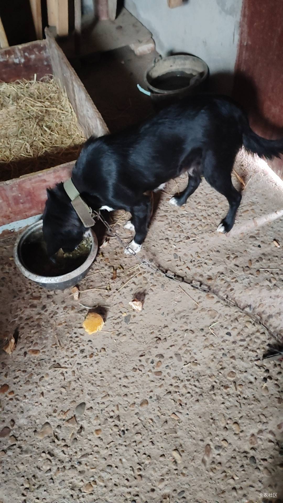  小黑不吃烧饼，把烧饼叼出来了。为什么呀？



0 / 作者:猴子乖宝宝 / 