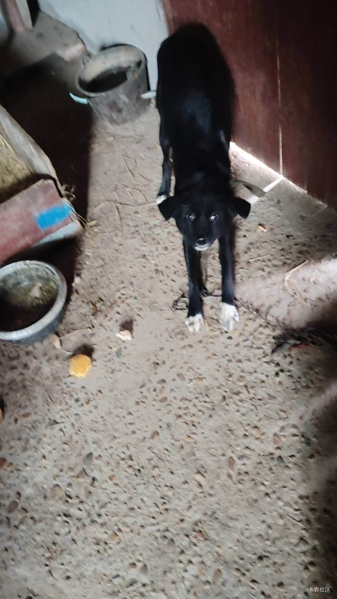  小黑不吃烧饼，把烧饼叼出来了。为什么呀？



20 / 作者:猴子乖宝宝 / 