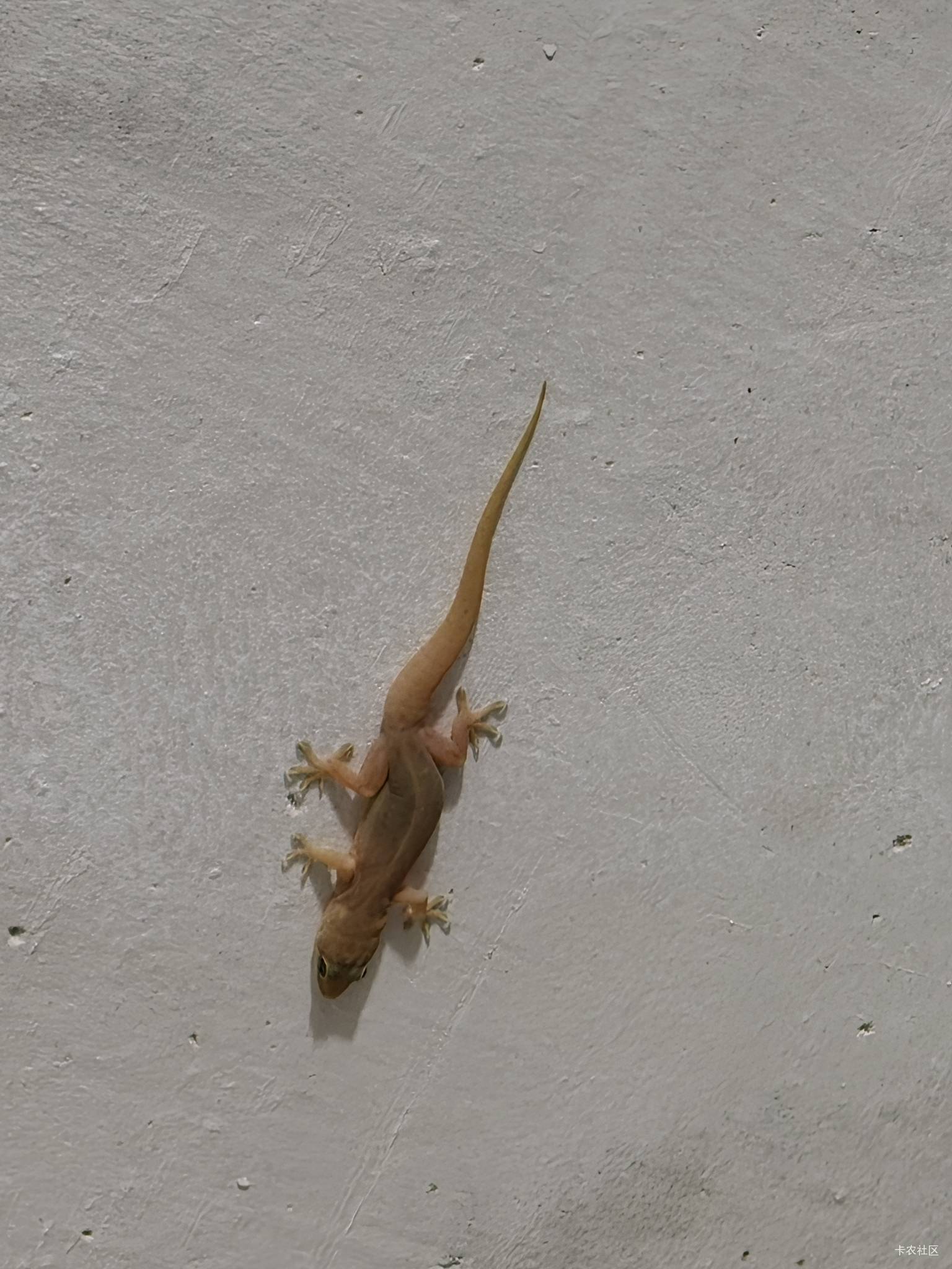 怎么吃得这么肥？

11 / 作者:神孙策 / 