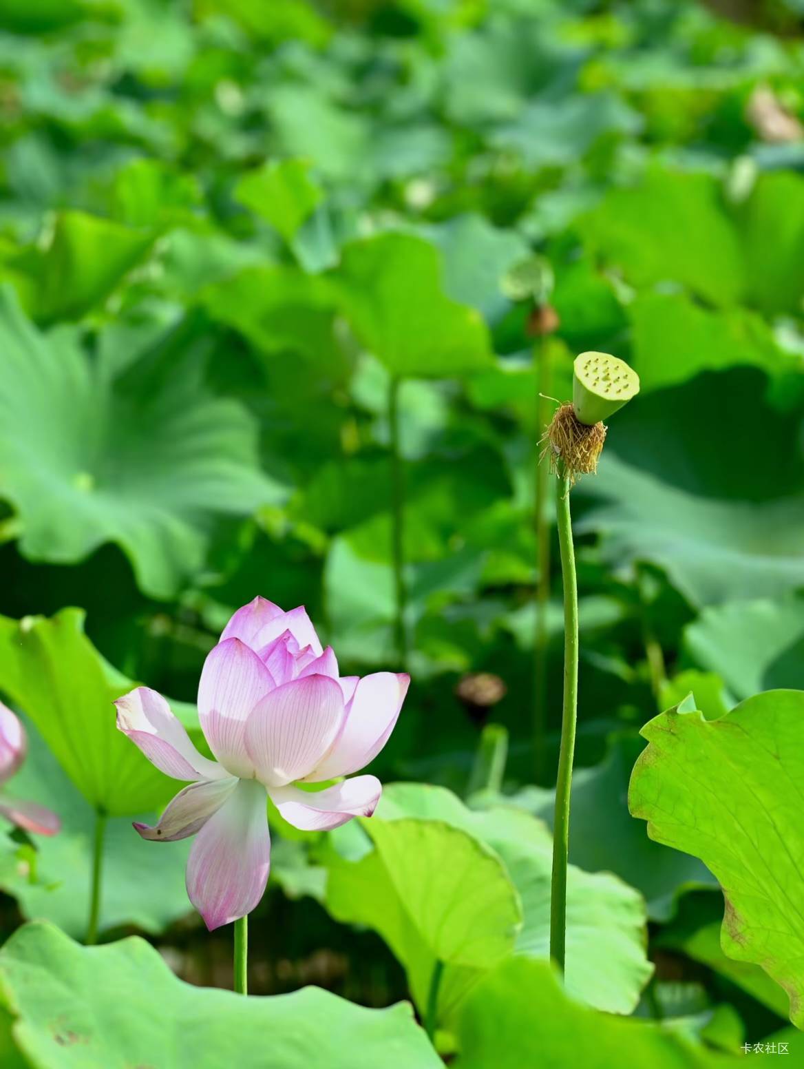 老哥们，为什么我的IQz7点卡农帖子和功能总会顿几秒，一卡一卡的，是手机不适配还是什41 / 作者:呔.吃我一锤 / 