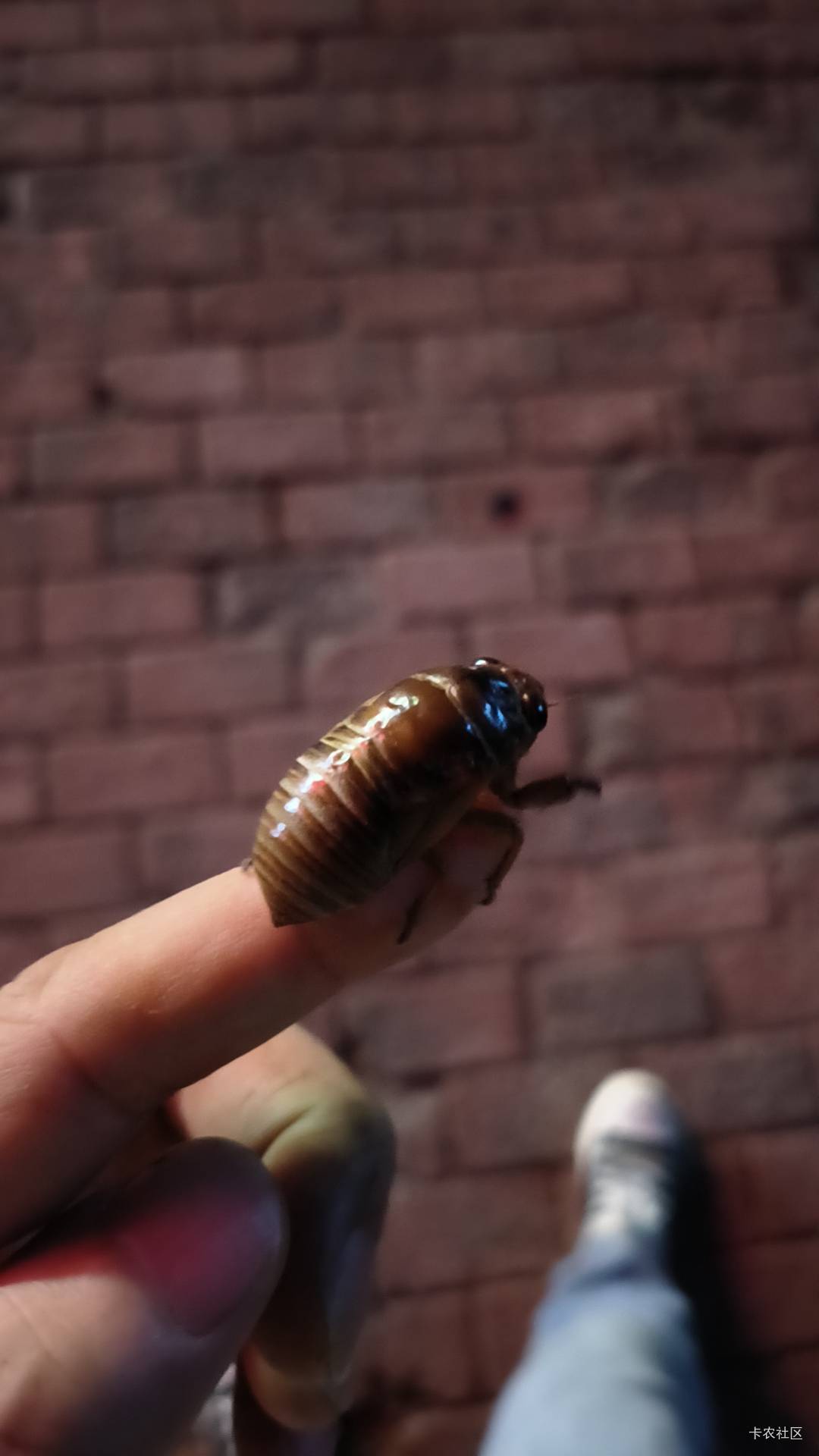 抖音极速奶茶任务90+完了，一直不给加啊，是不是黑号了，两个账号都卡在90了，

6 / 作者:小叔A / 