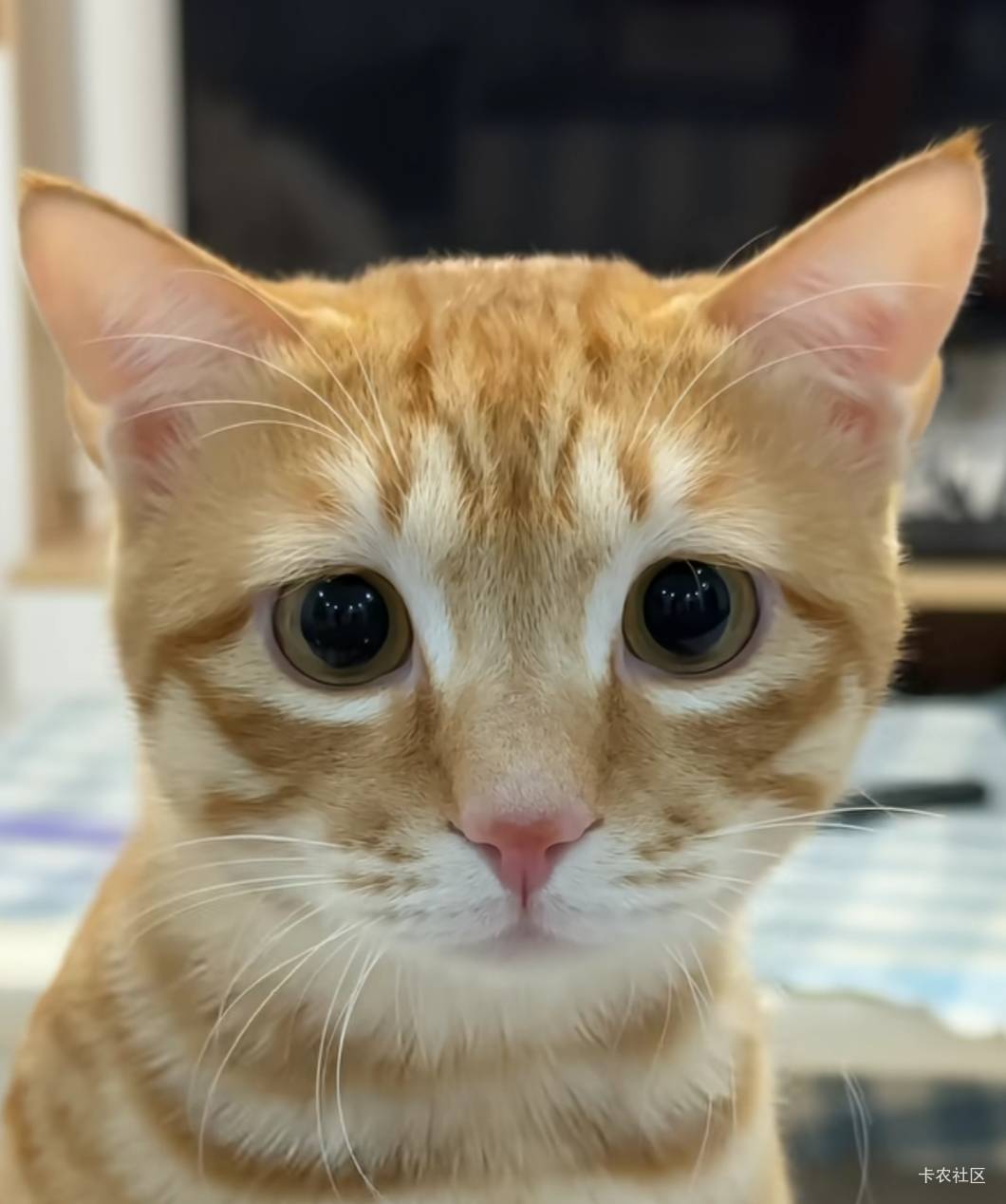 还有十几天过年了你们过年钱存够了吗？

7 / 作者:春暖花开❗ / 