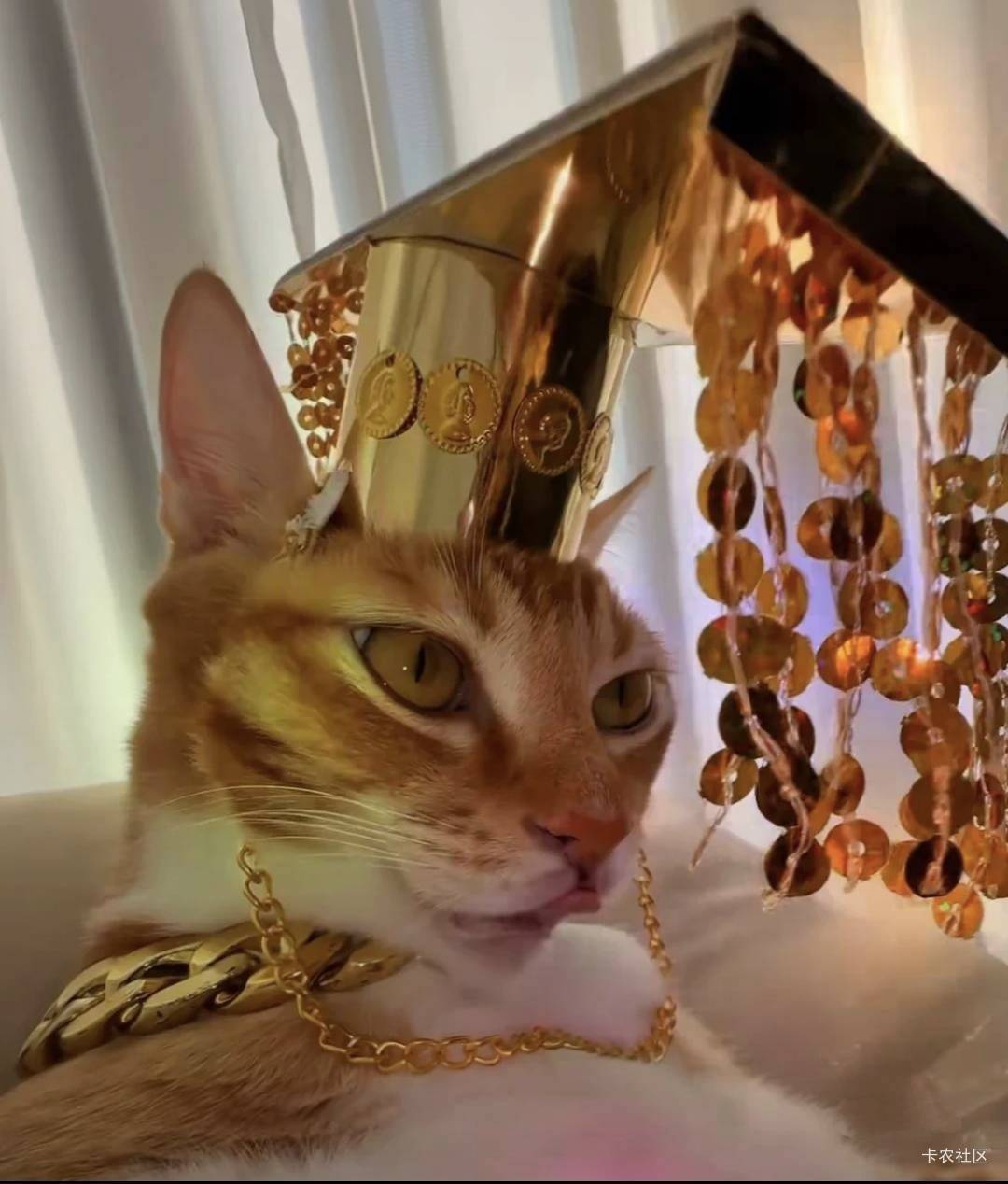 挂壁米什么都学果子，新版桌面加了堆叠


63 / 作者:卡农无敌帅 / 