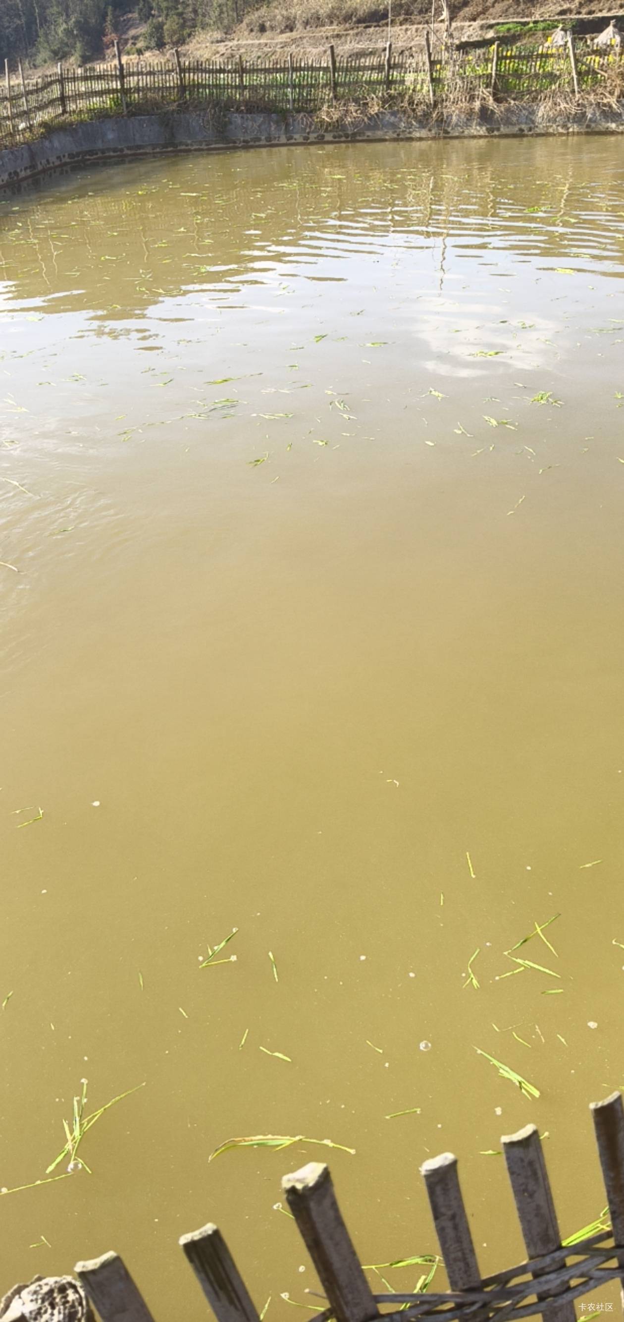 回家开鱼搞酒了，来家无事干啊！今晚又要醉了

1 / 作者:庸人自扰啊666 / 