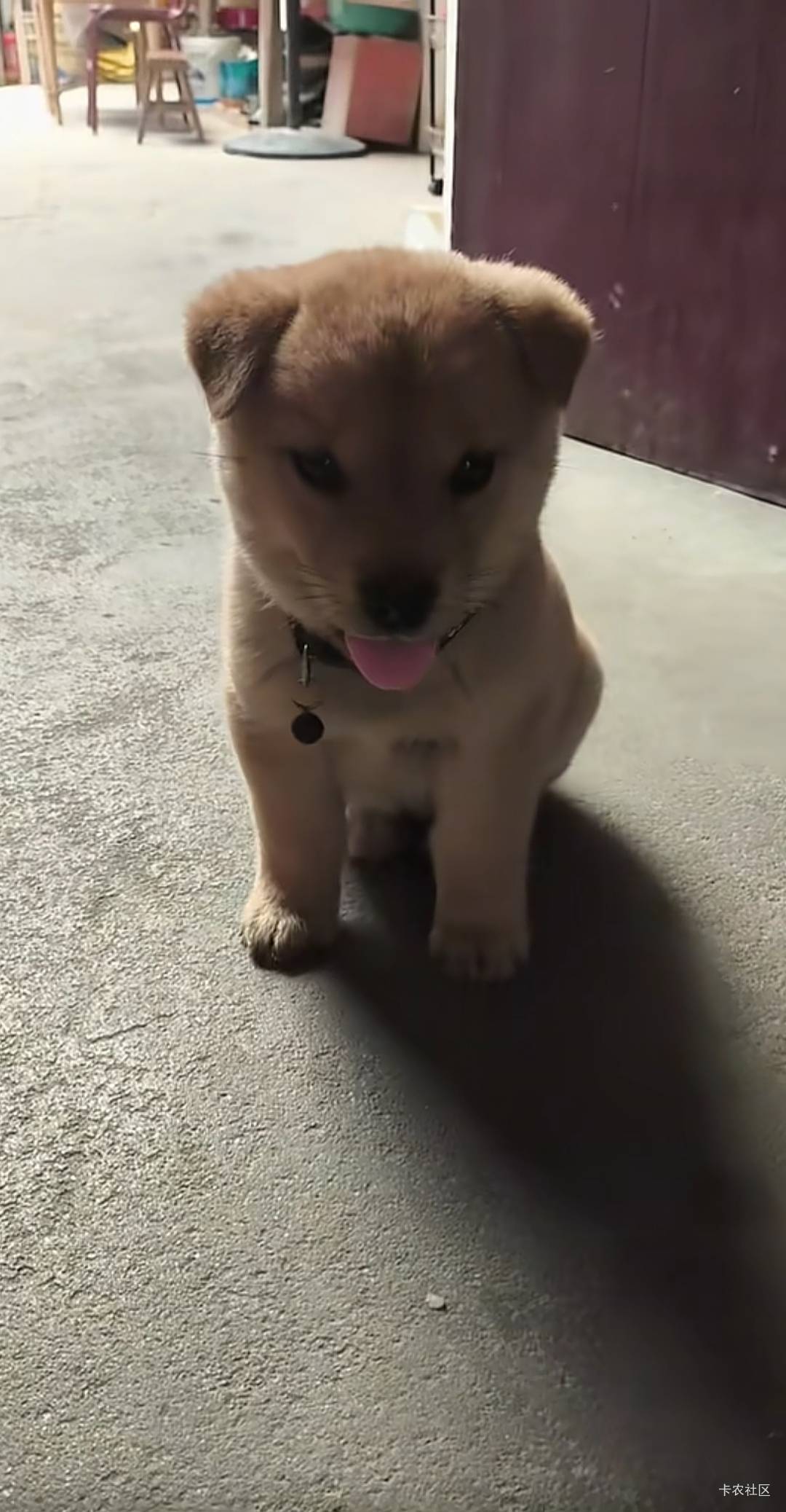 刚刚没了500，气的我飞起来给狗子两脚

35 / 作者:来了吗胡 / 