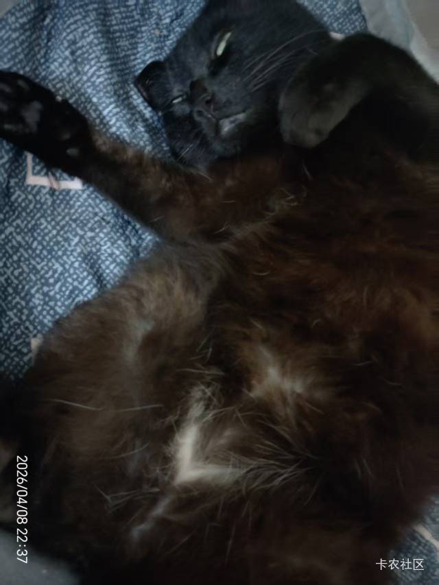 羊毛不行了，还在想着回到2022吗？速度进厂，又一批学生快出来抢吃的了

78 / 作者:陆羽 / 